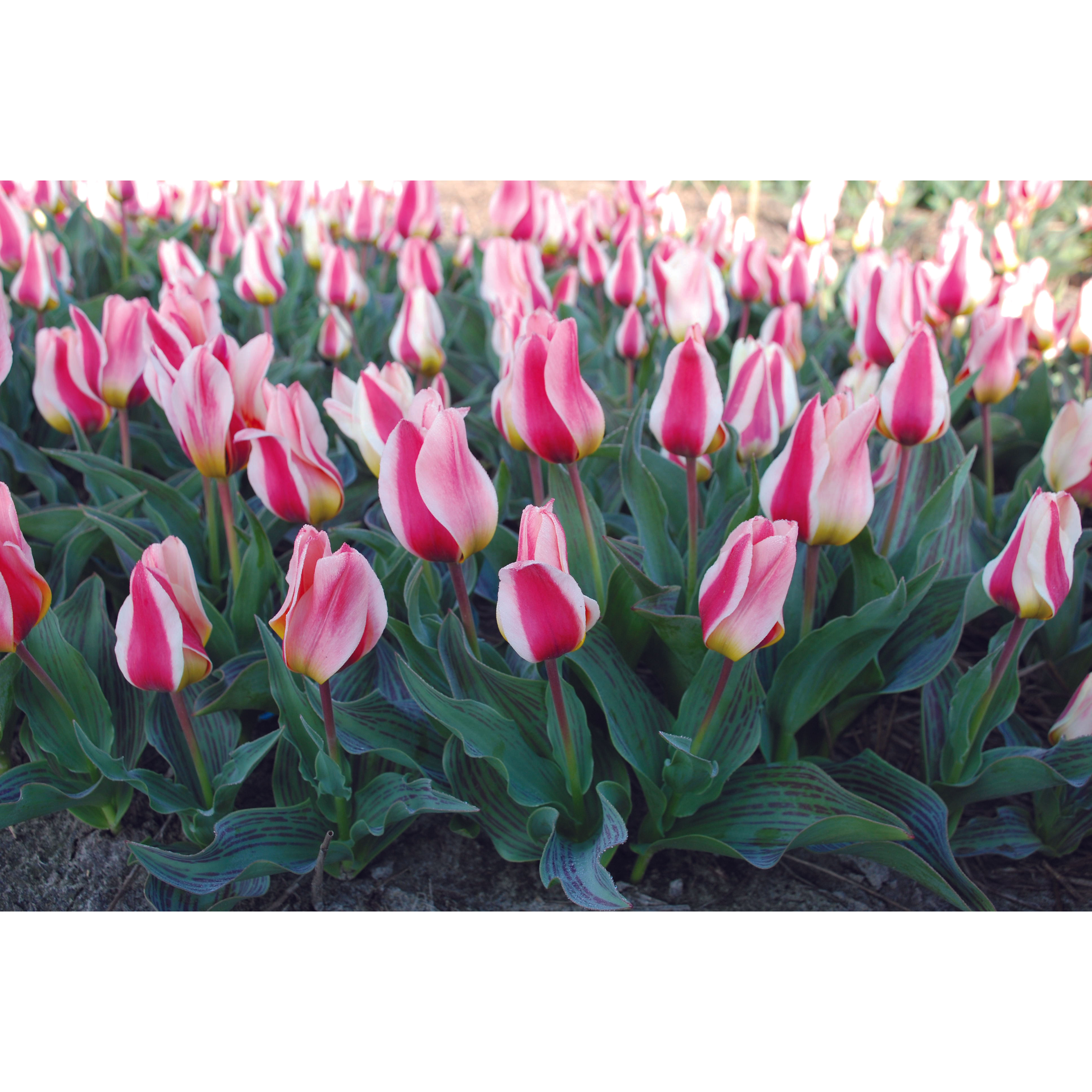 Tulip 'Mary Ann' Sproutl