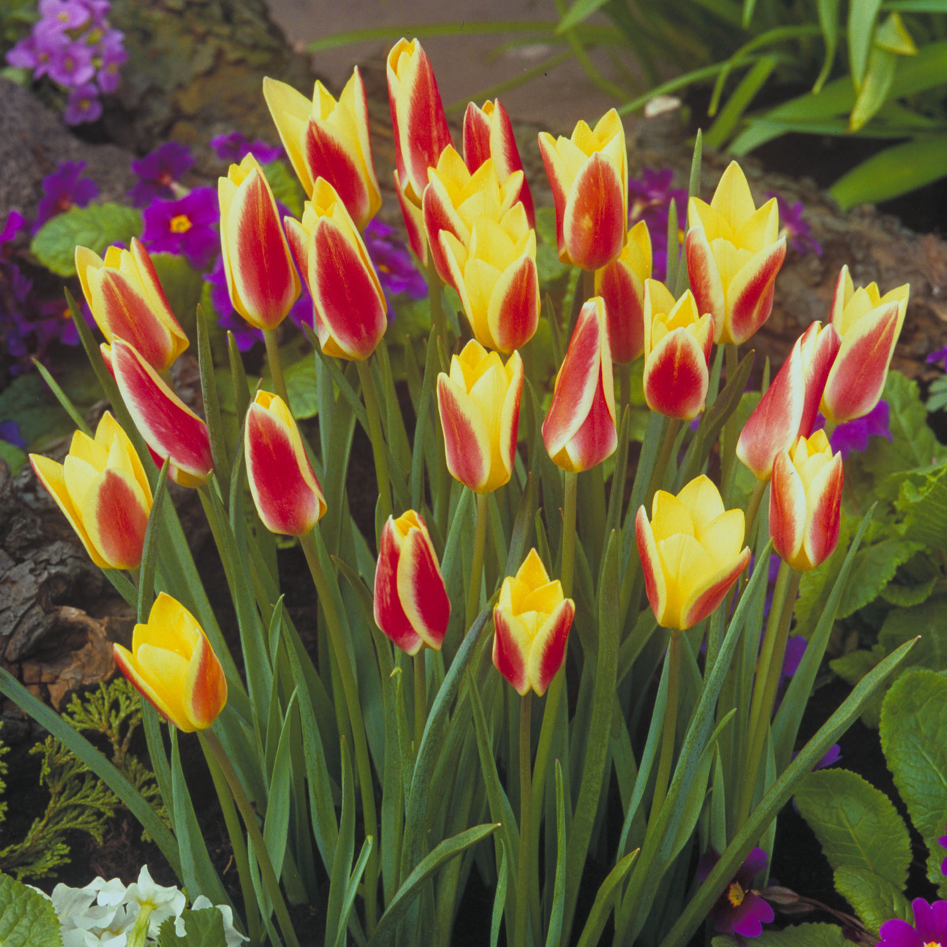 Tulip 'Tinka' Sproutl