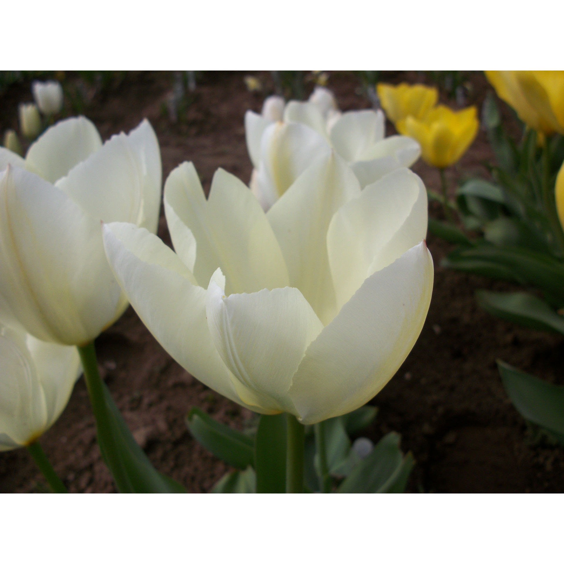 Tulip 'White Emperor'