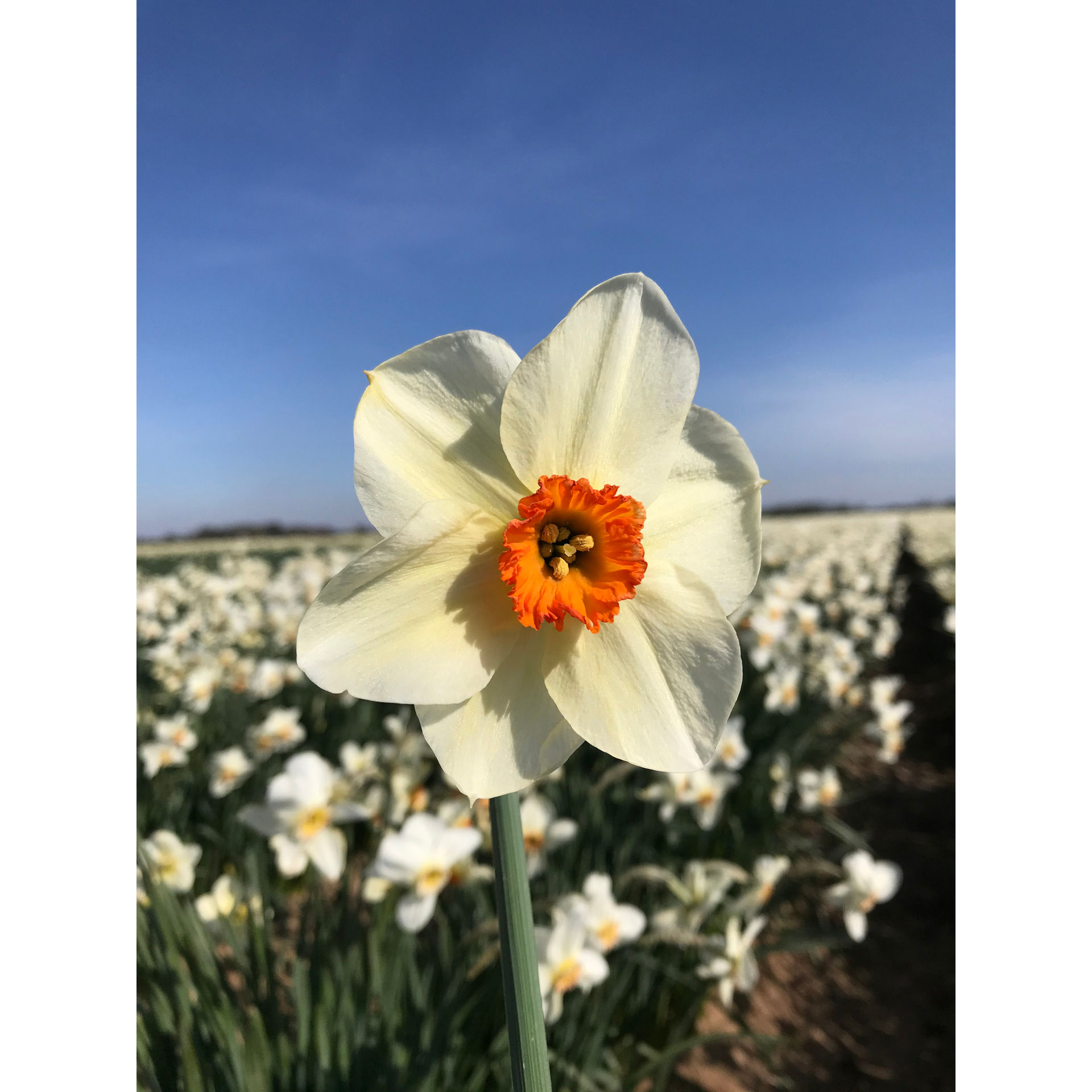 Daffodil 'Verger'