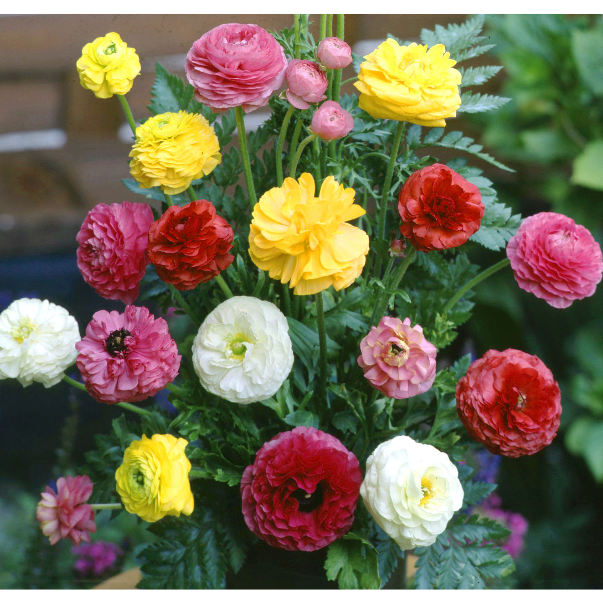 Ranunculus