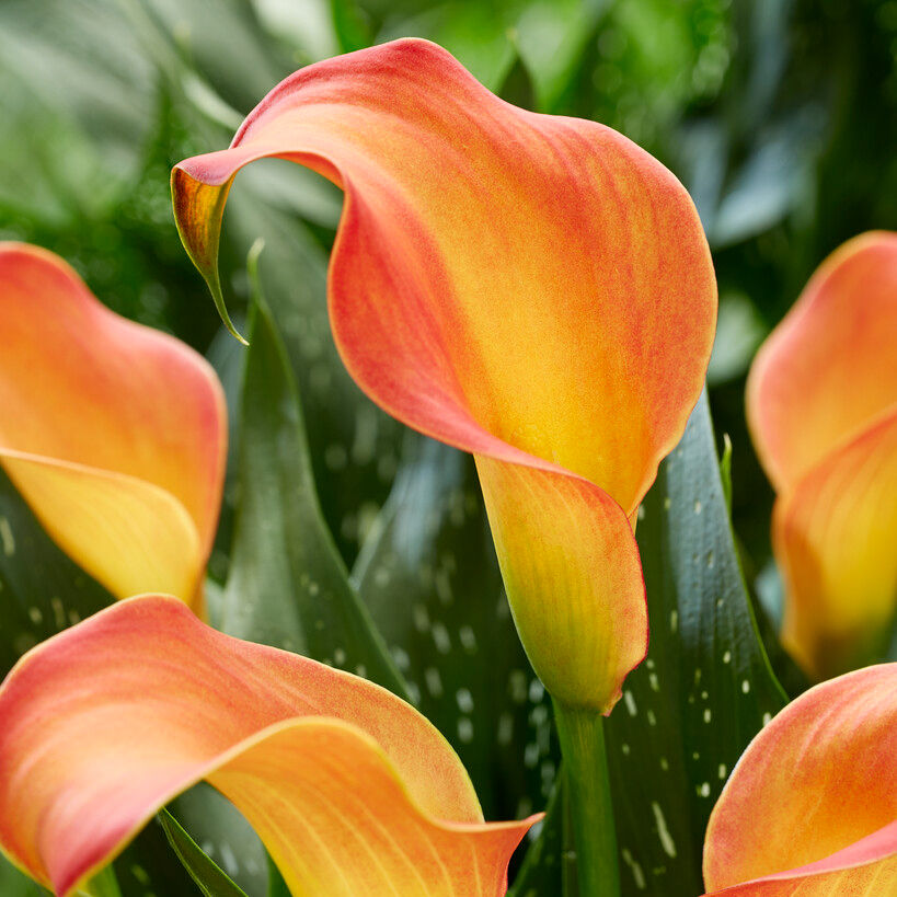 Zantedeschia 'Morning Sun' - Sproutl