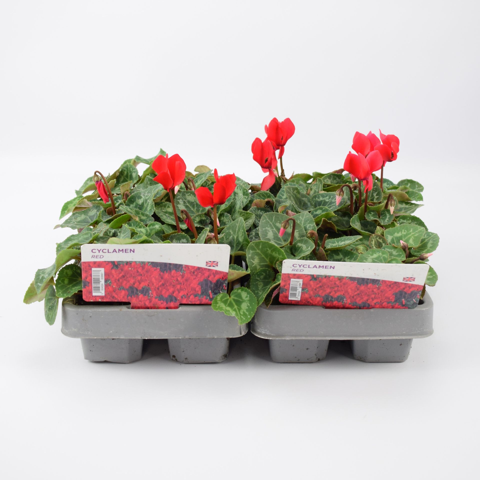 Cyclamen 'Red' 6 Pack x 2 - 12 Plants