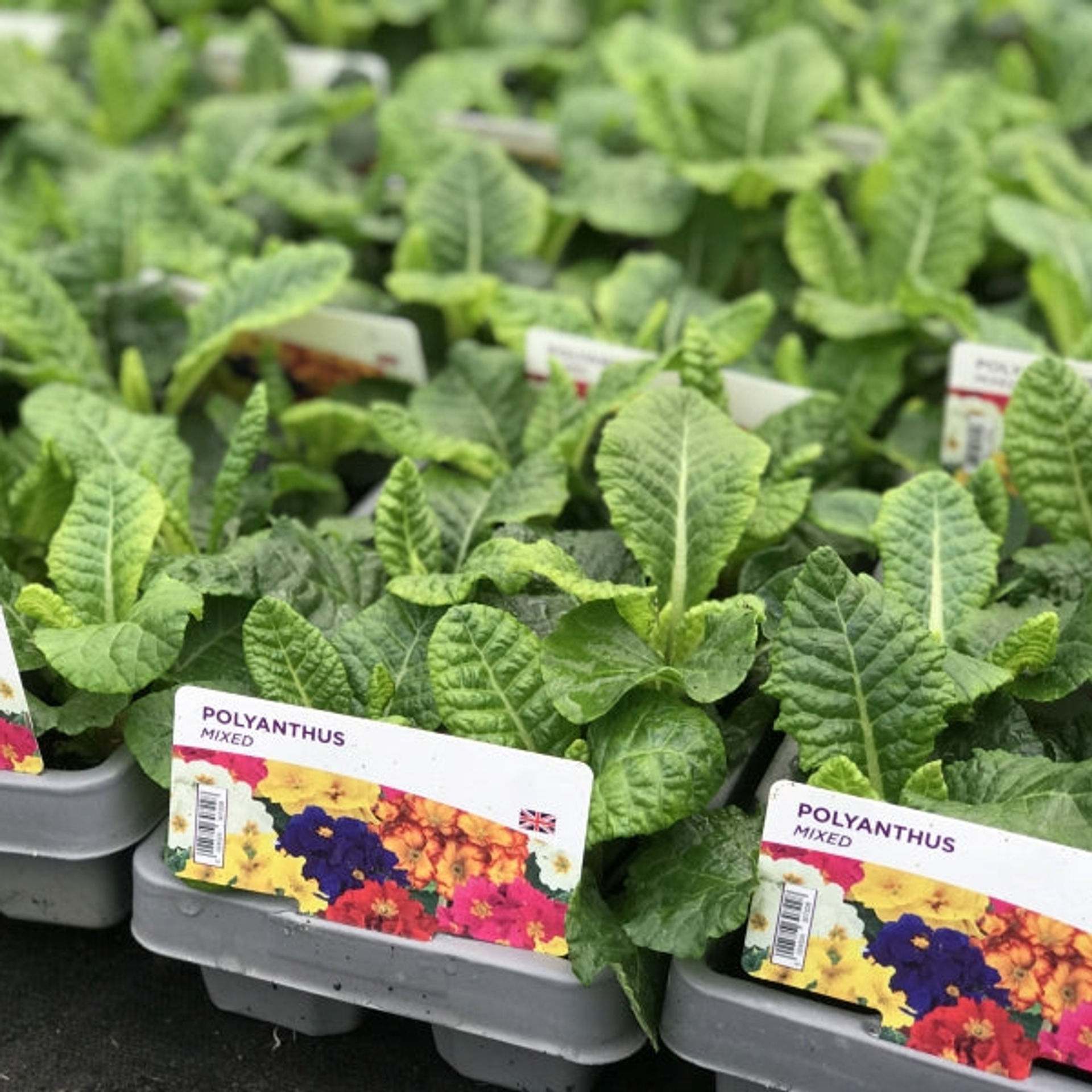 Polyanthus 'Mixed' 6 Pack x 2 - 12 Plants