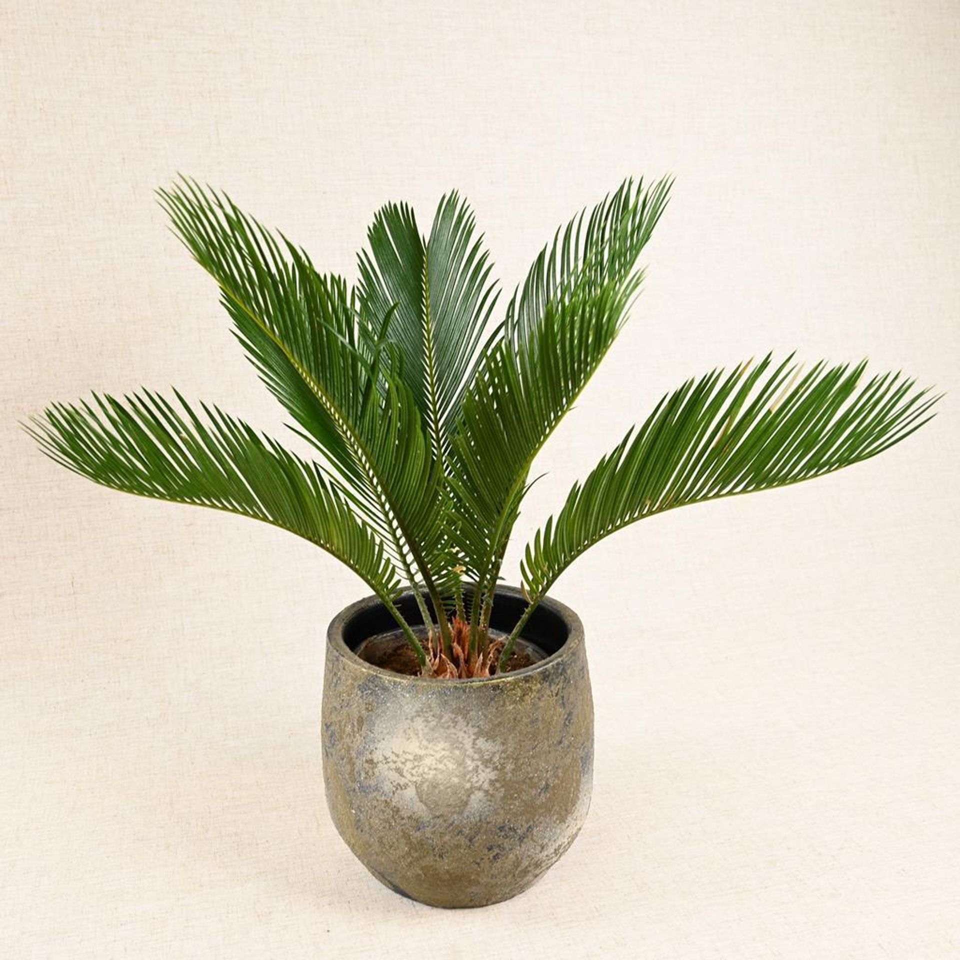 Cycas