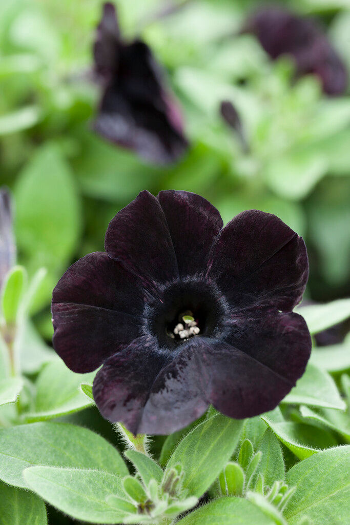 Petunia 'Black Satin' - Sproutl