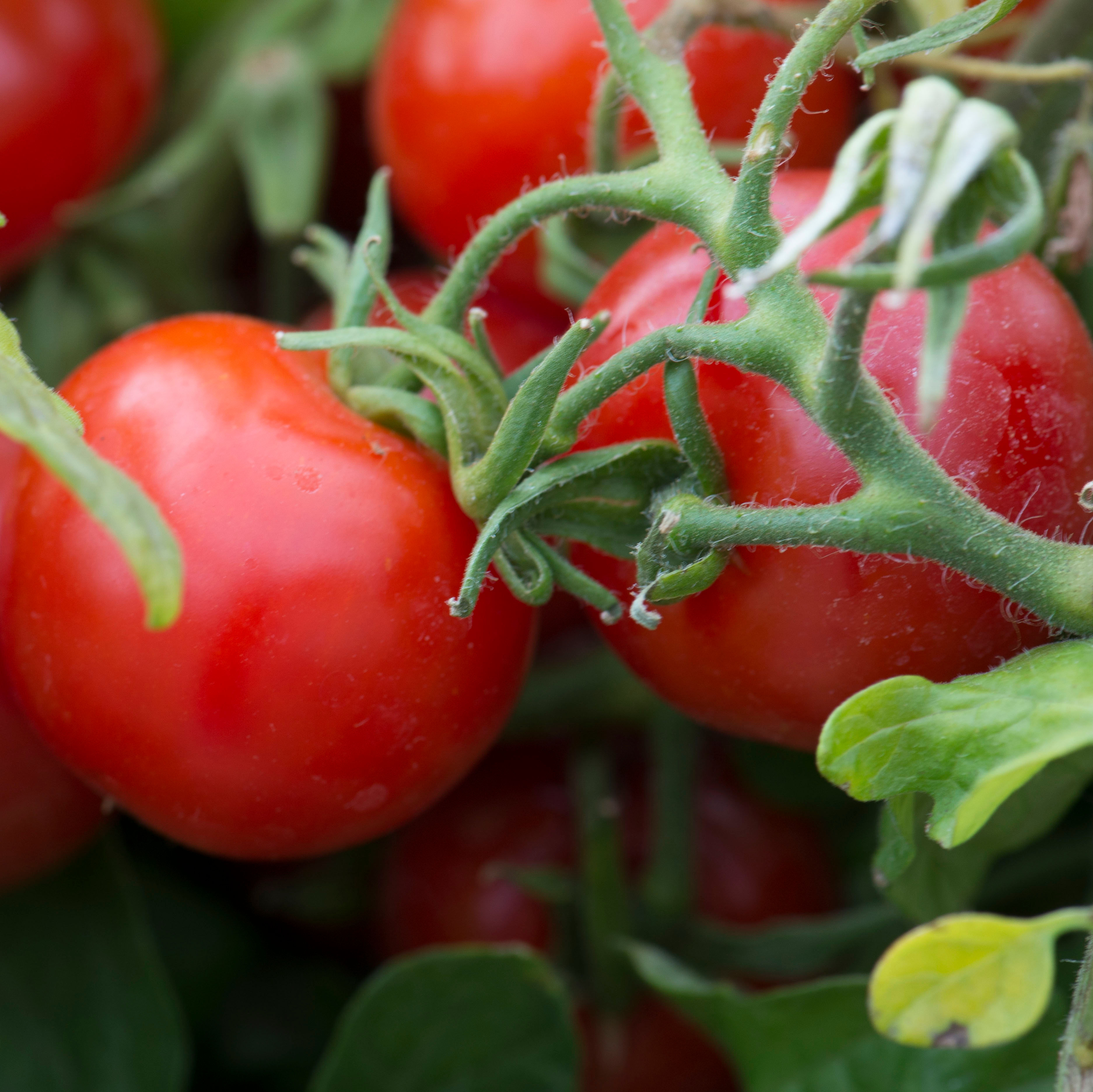 Tomato 'Tumbling Tom Red' Sproutl