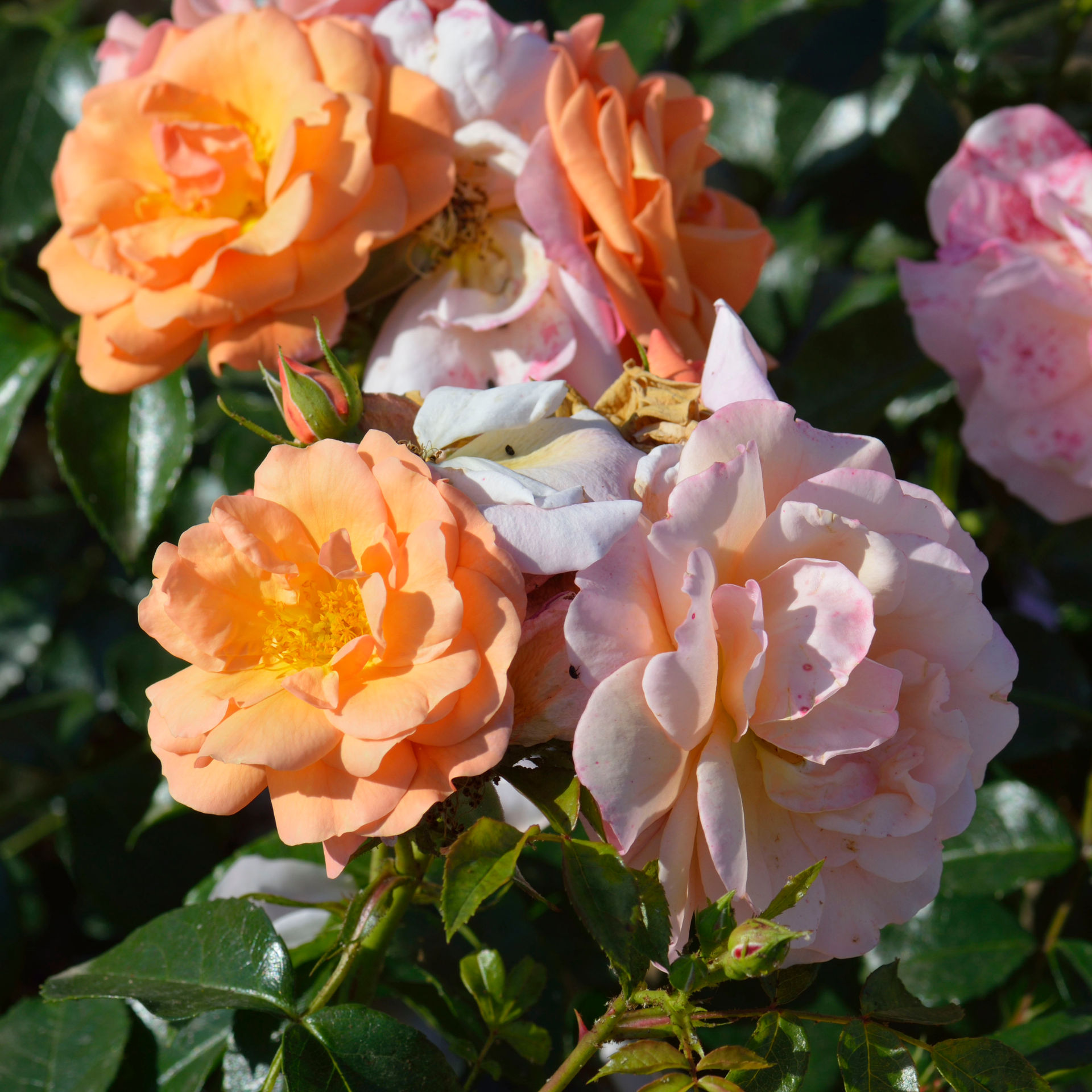 Rose 'Summer Beauty'