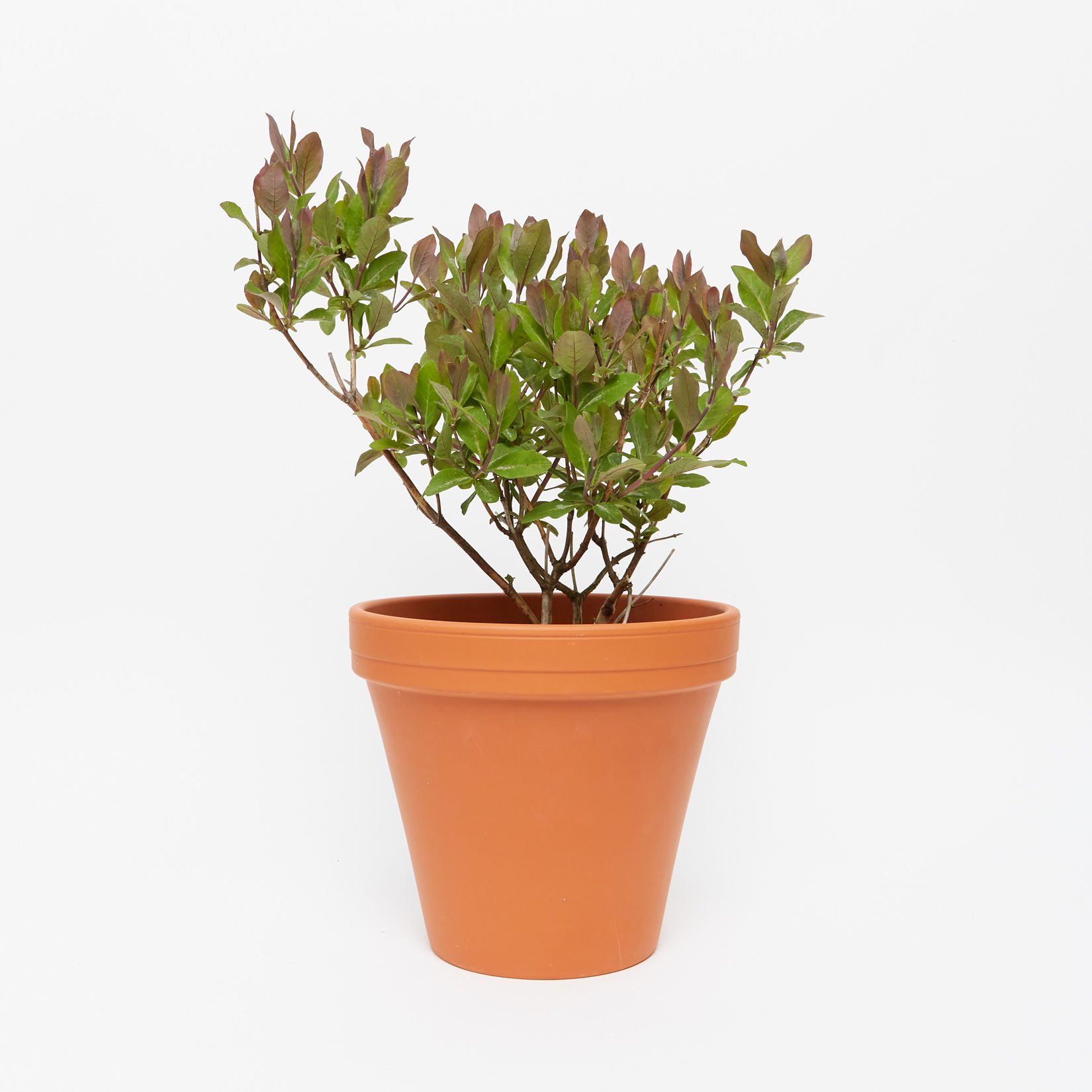 Lonicera periclymenum 'Strawberries and Cream' Sproutl