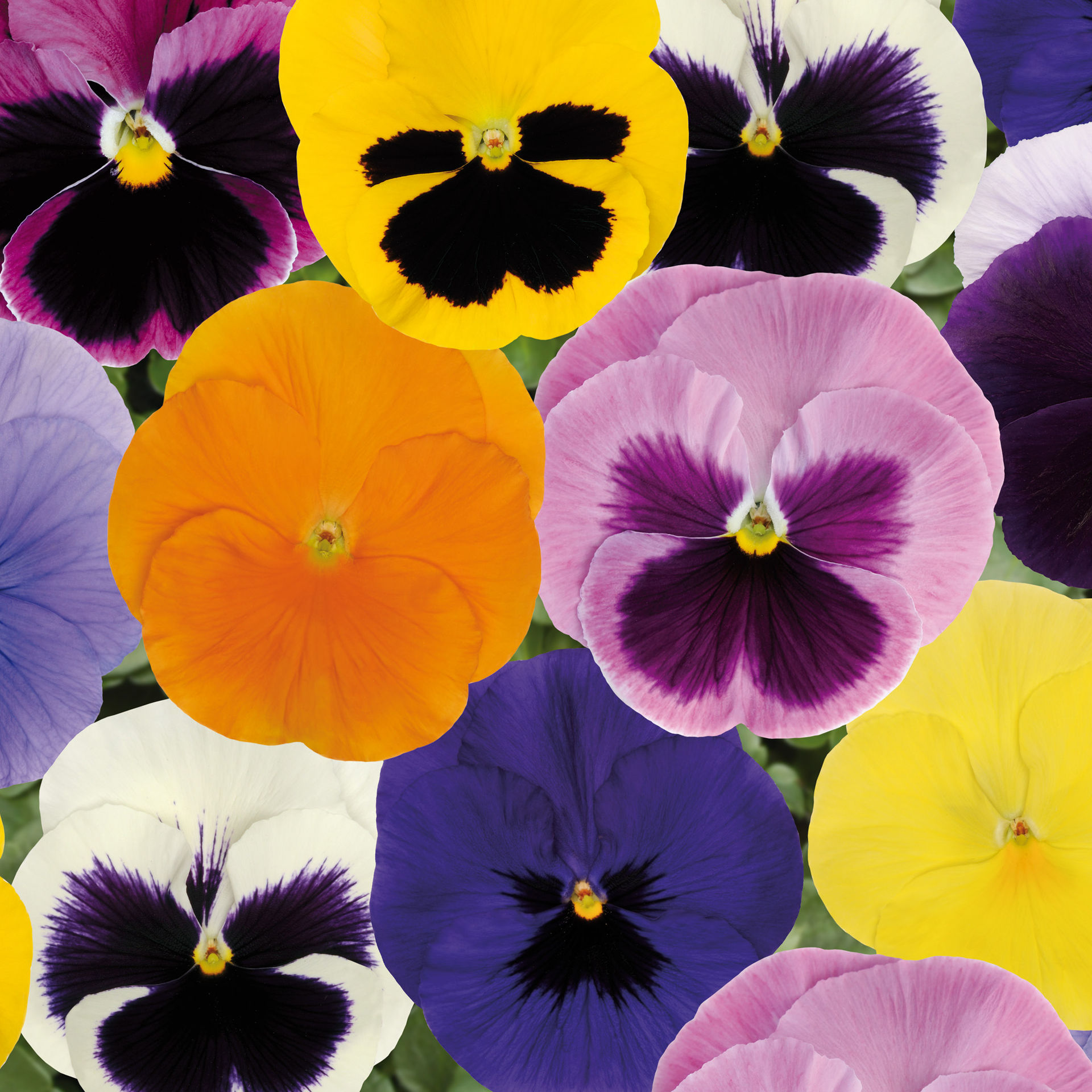 Pansy Mixed - 2 x 6 Pack (12 plants)