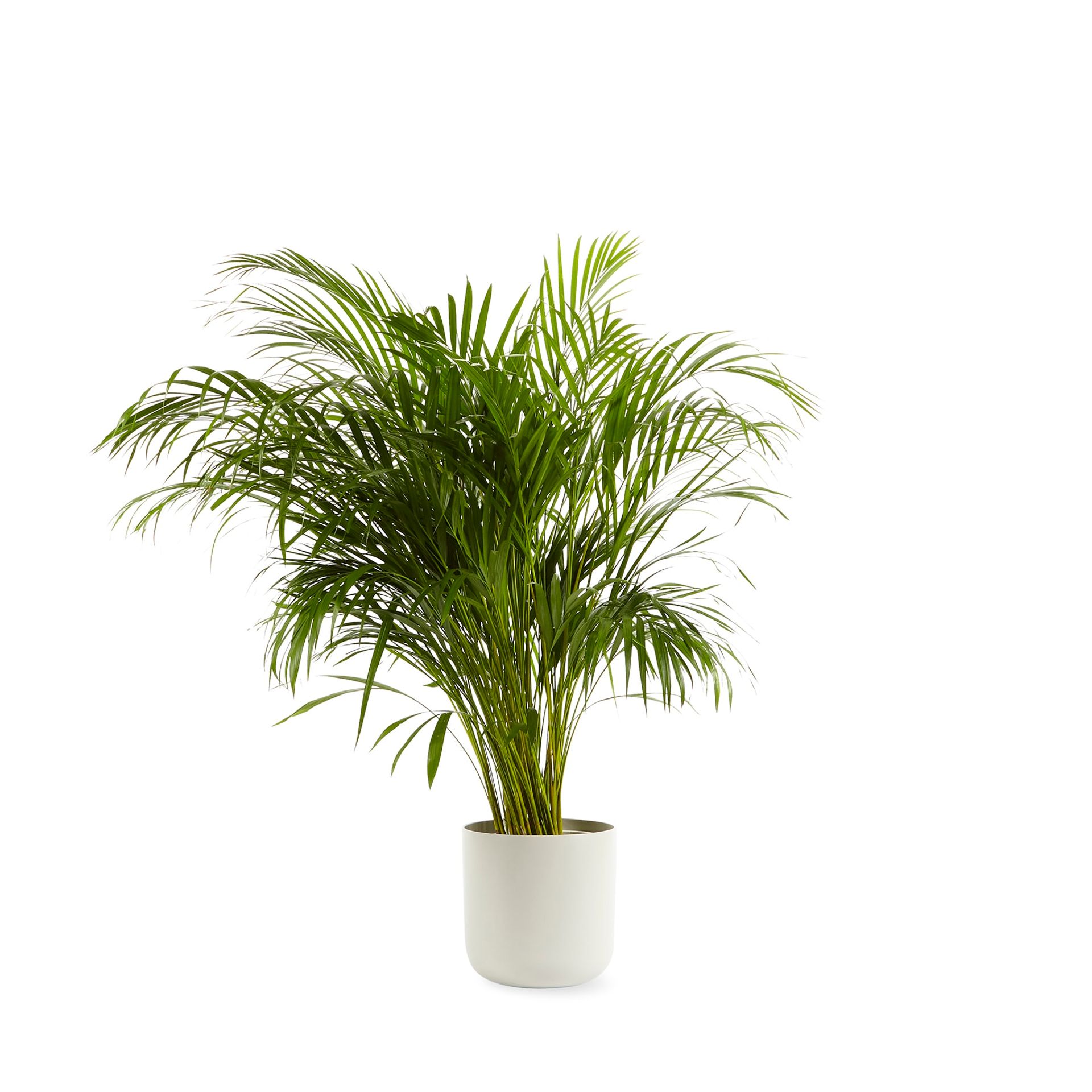 Dypsis lutescens 'Areca Palm'