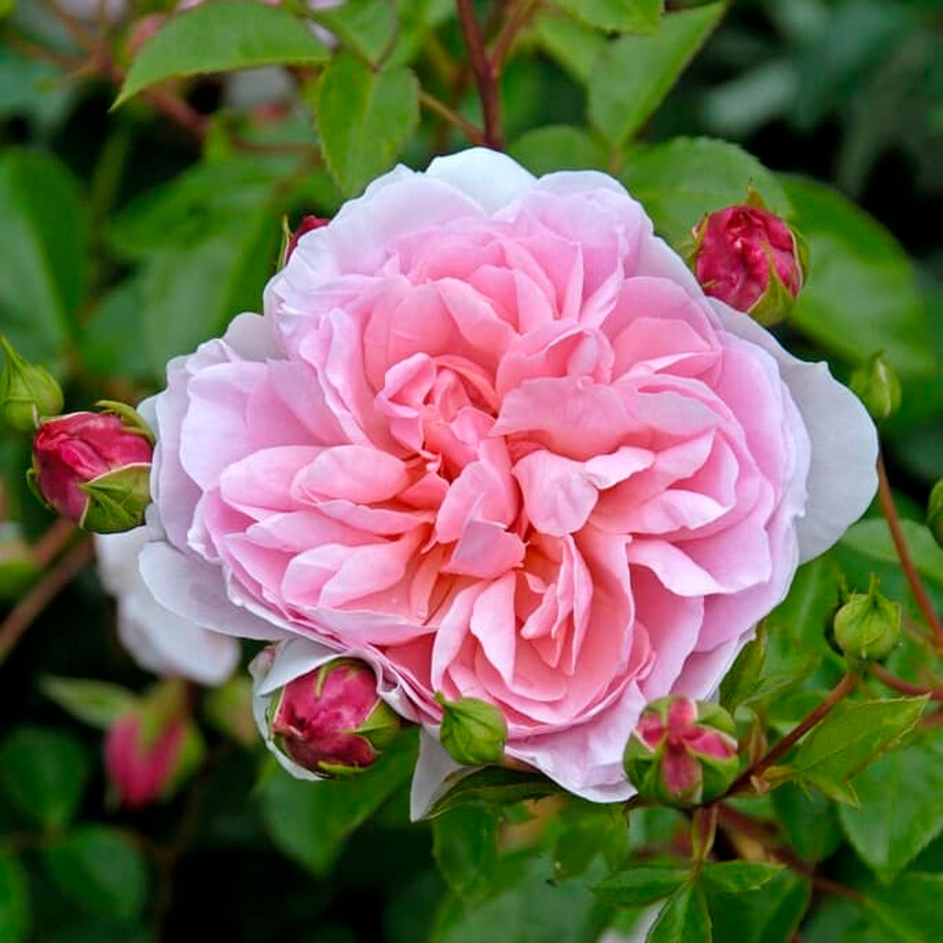 Rose 'Wildeve'