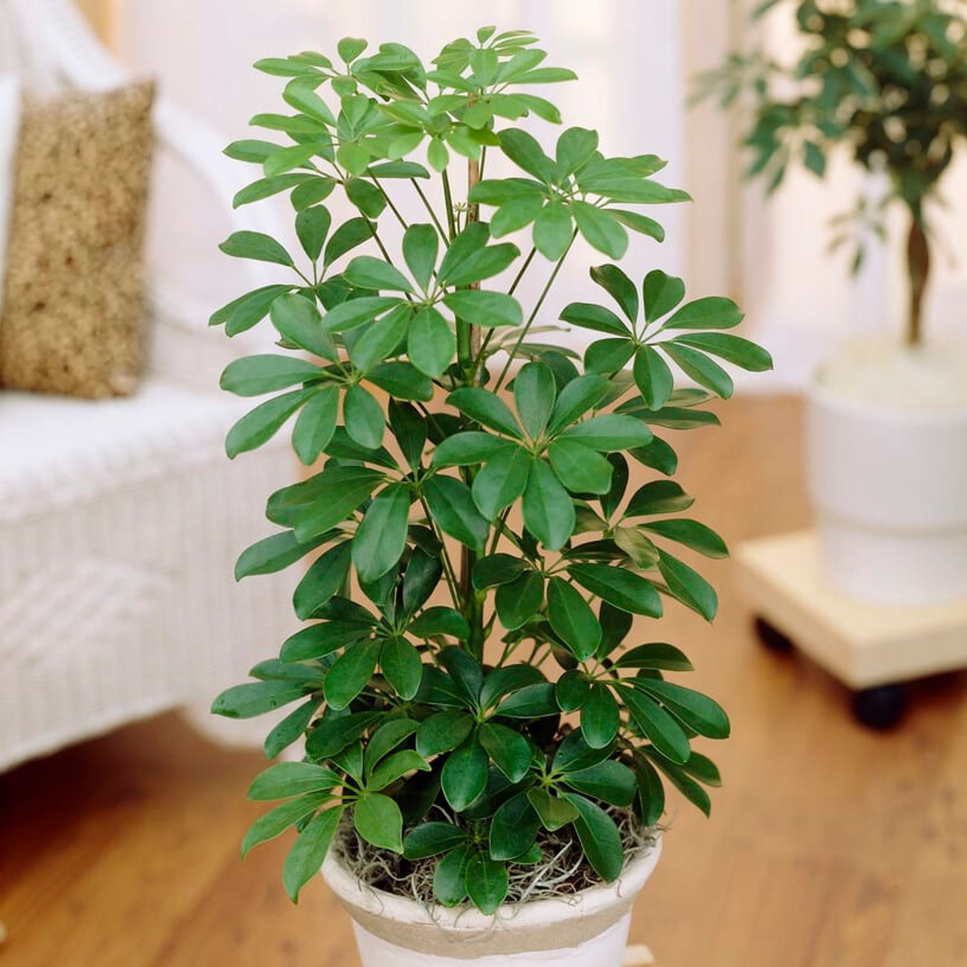 Schefflera - Umbrella Tree