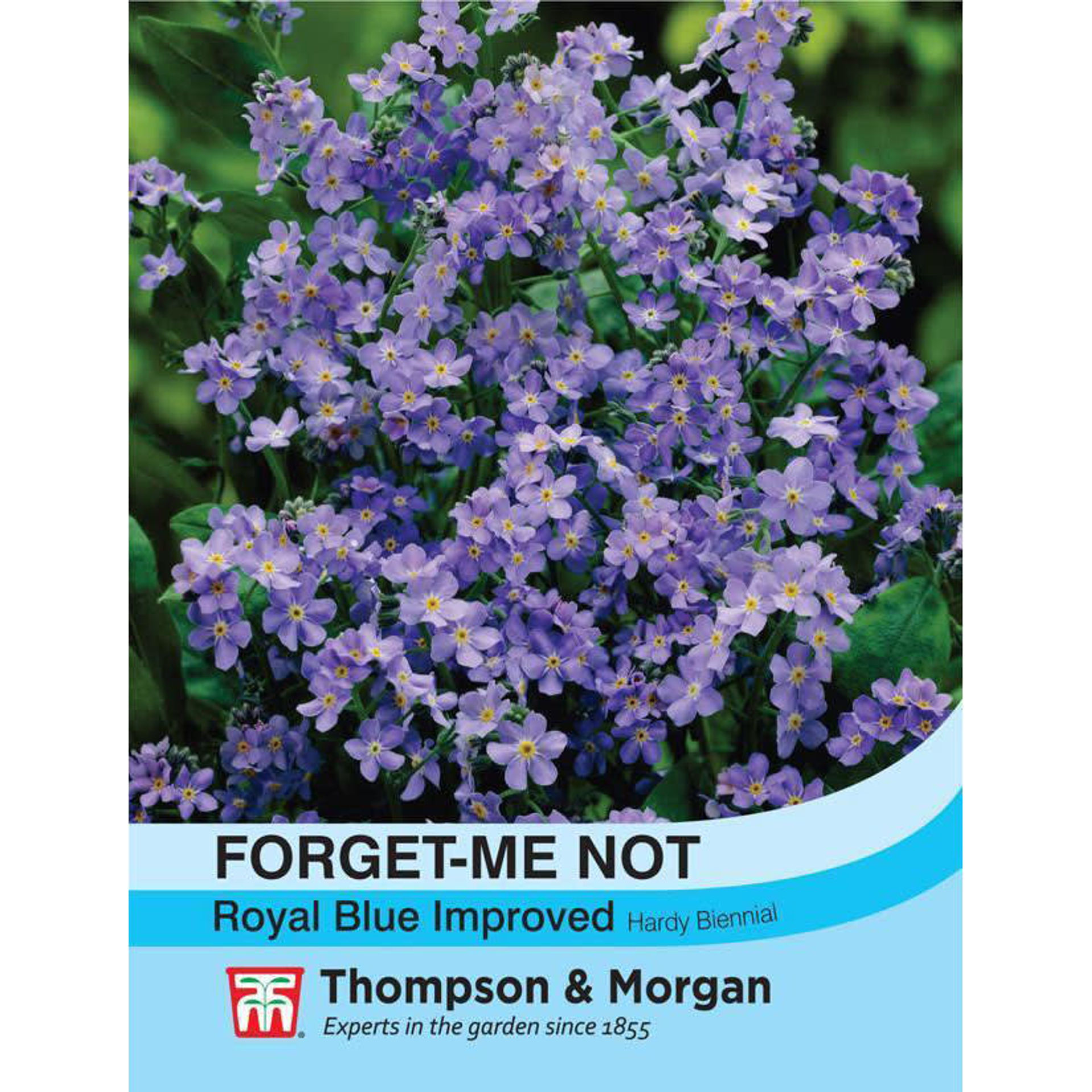 Thompson & Morgan Forget-Me-Not 'Royal Blue Improved' Seeds