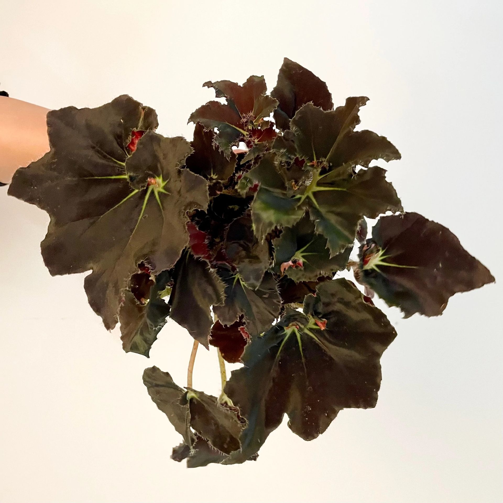 Begonia rex 'Black Velvet'
