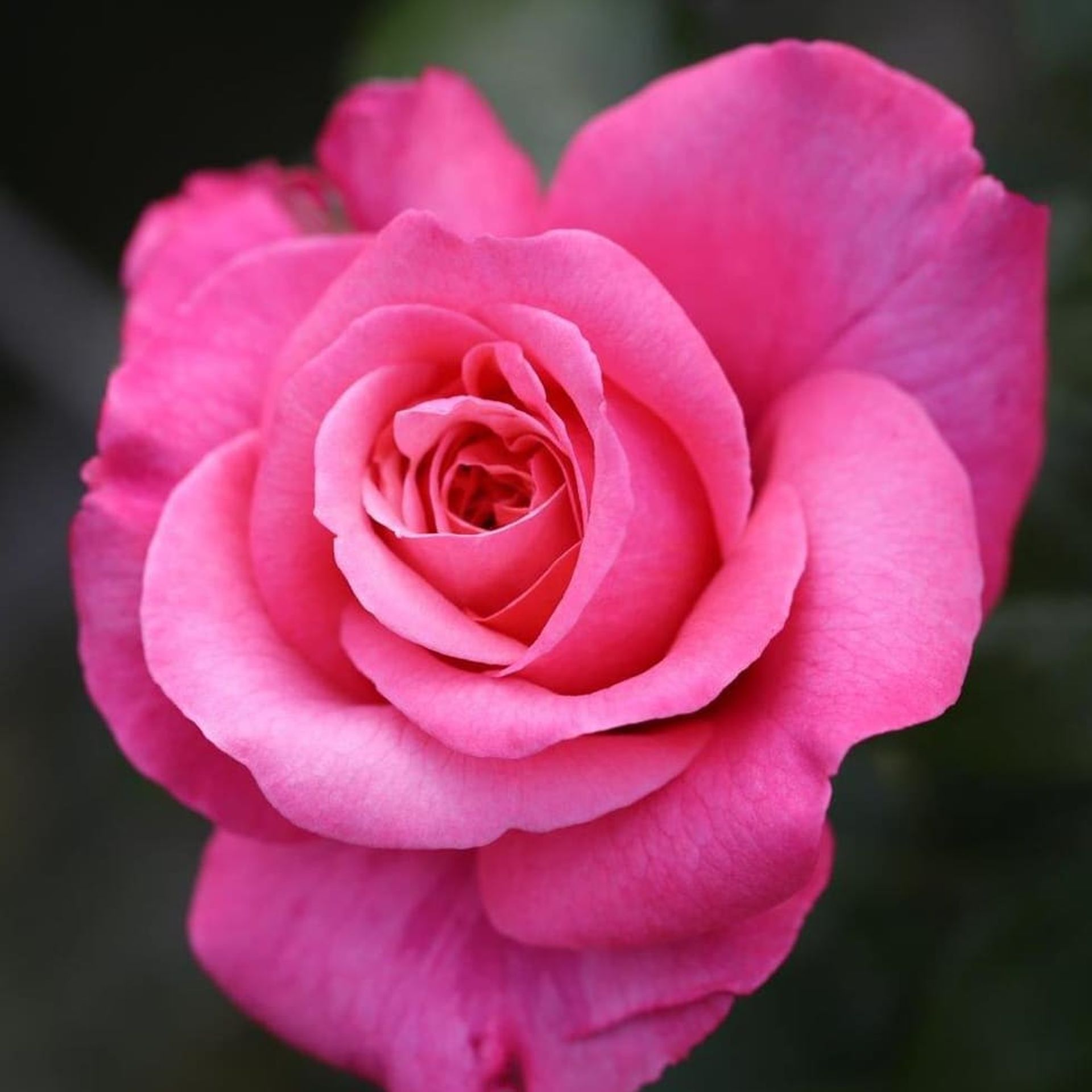 Rose 'Timeless Pink'