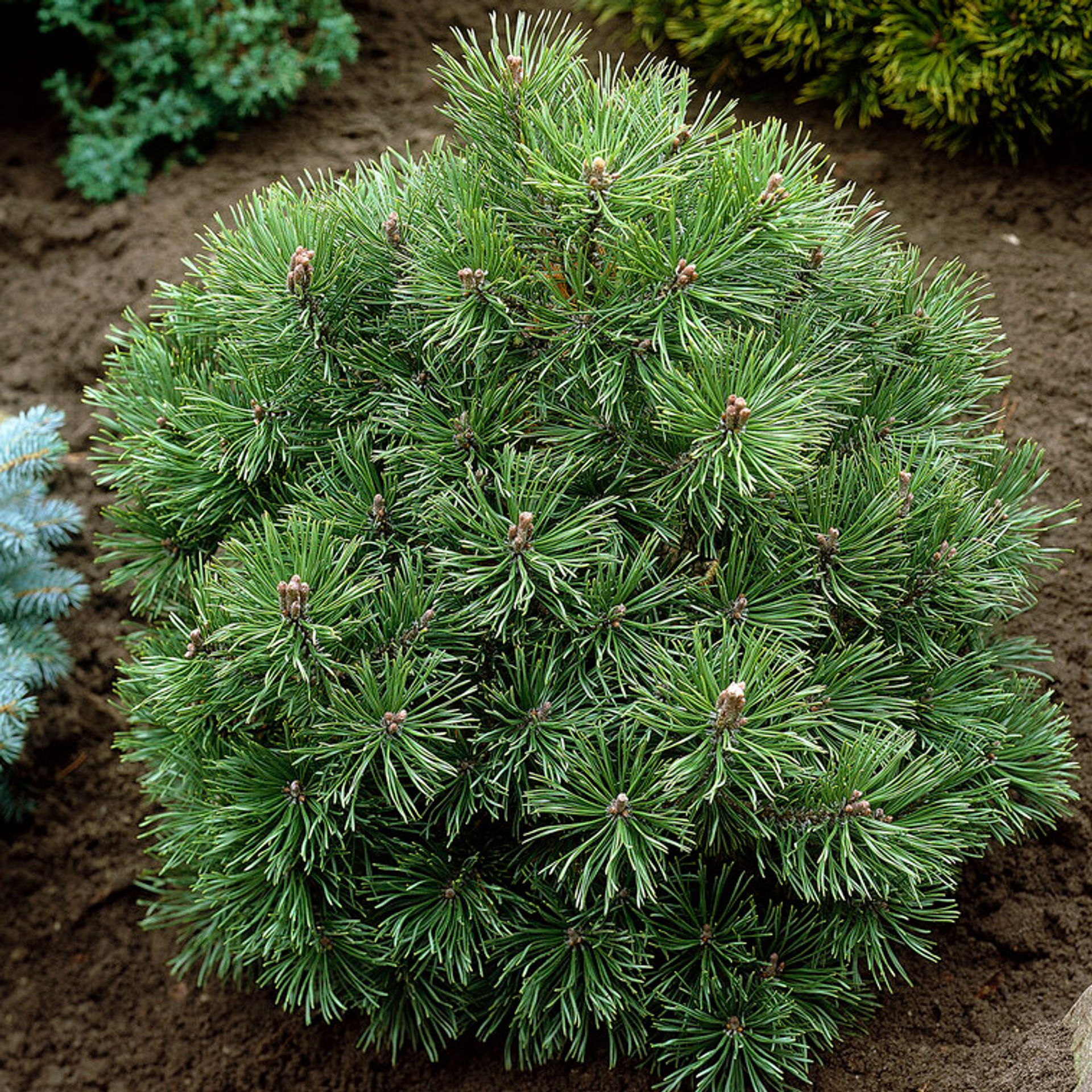 Pinus