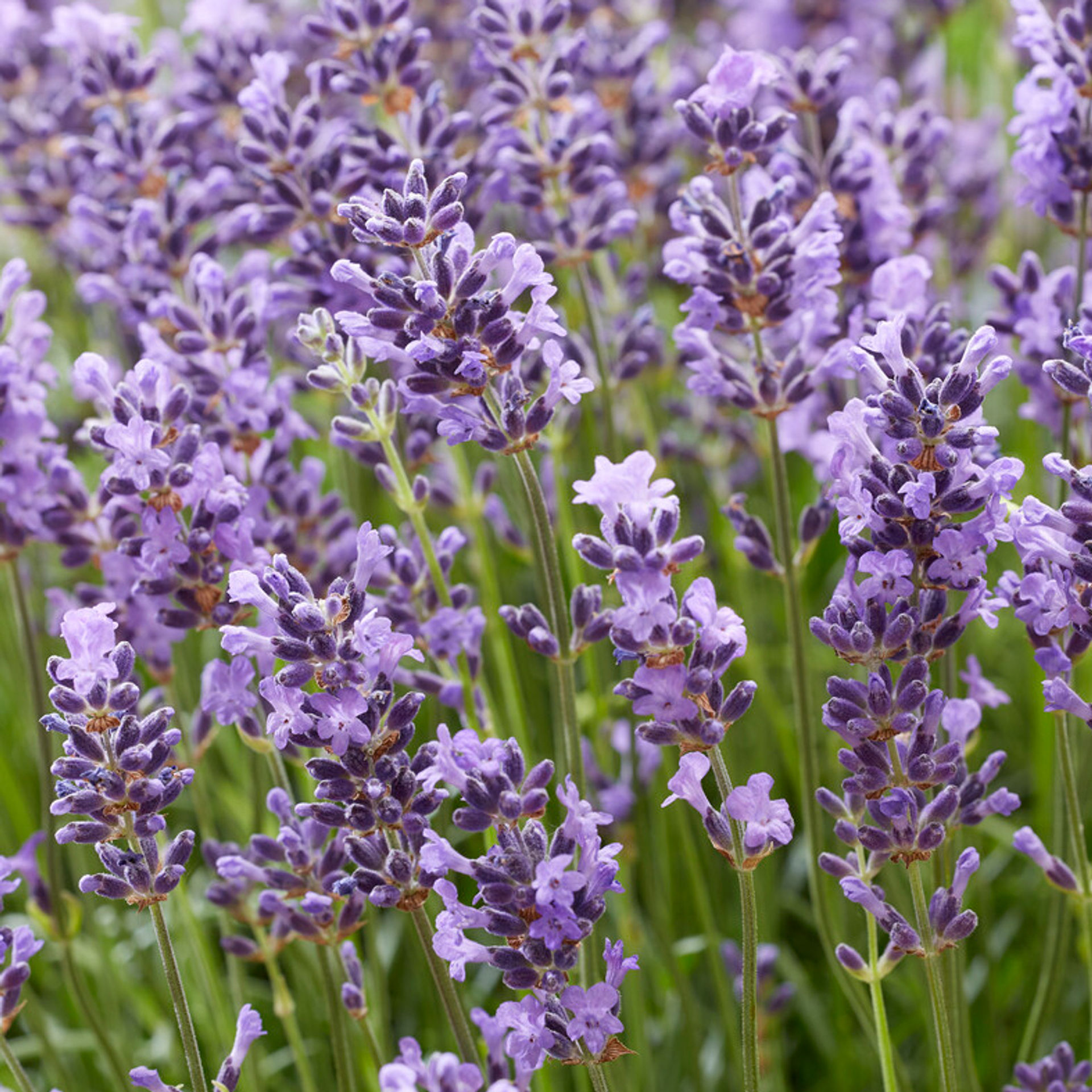 English Lavender vera