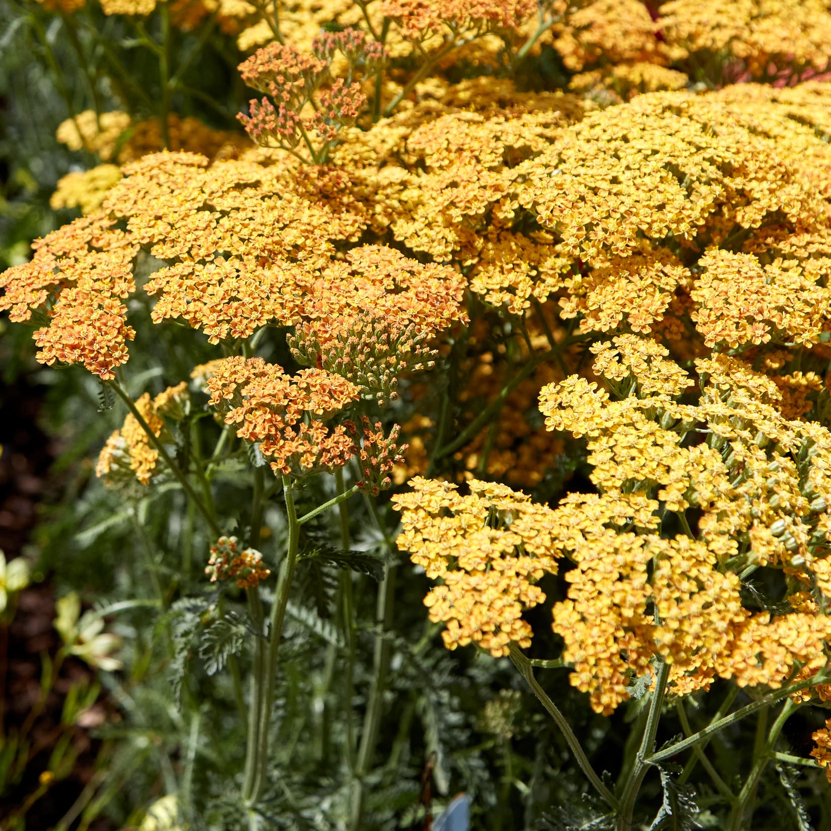 Achillea 'Milly Rock Yellow Terracotta' - Sproutl