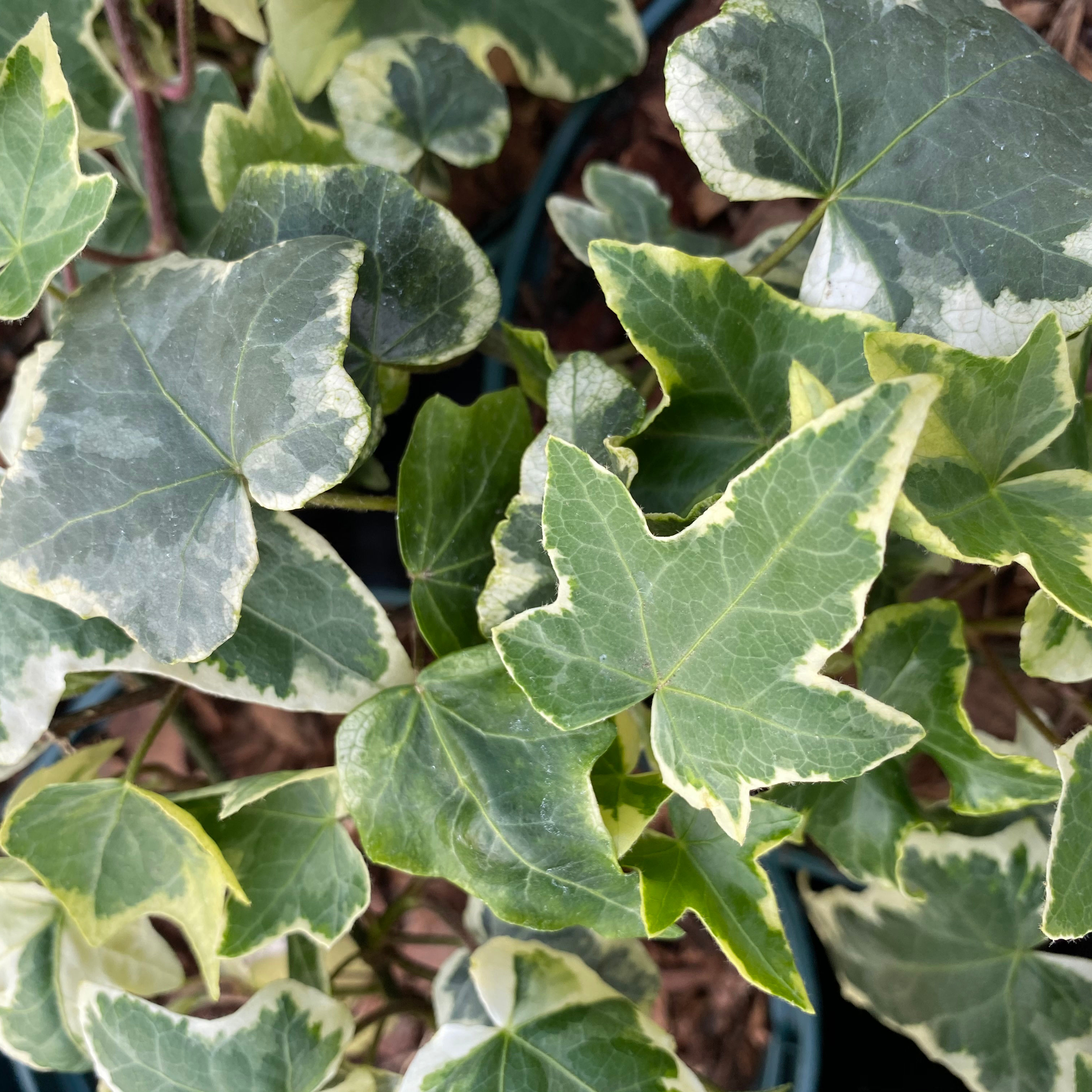 Hedera helix 'Clotted Cream' - Sproutl