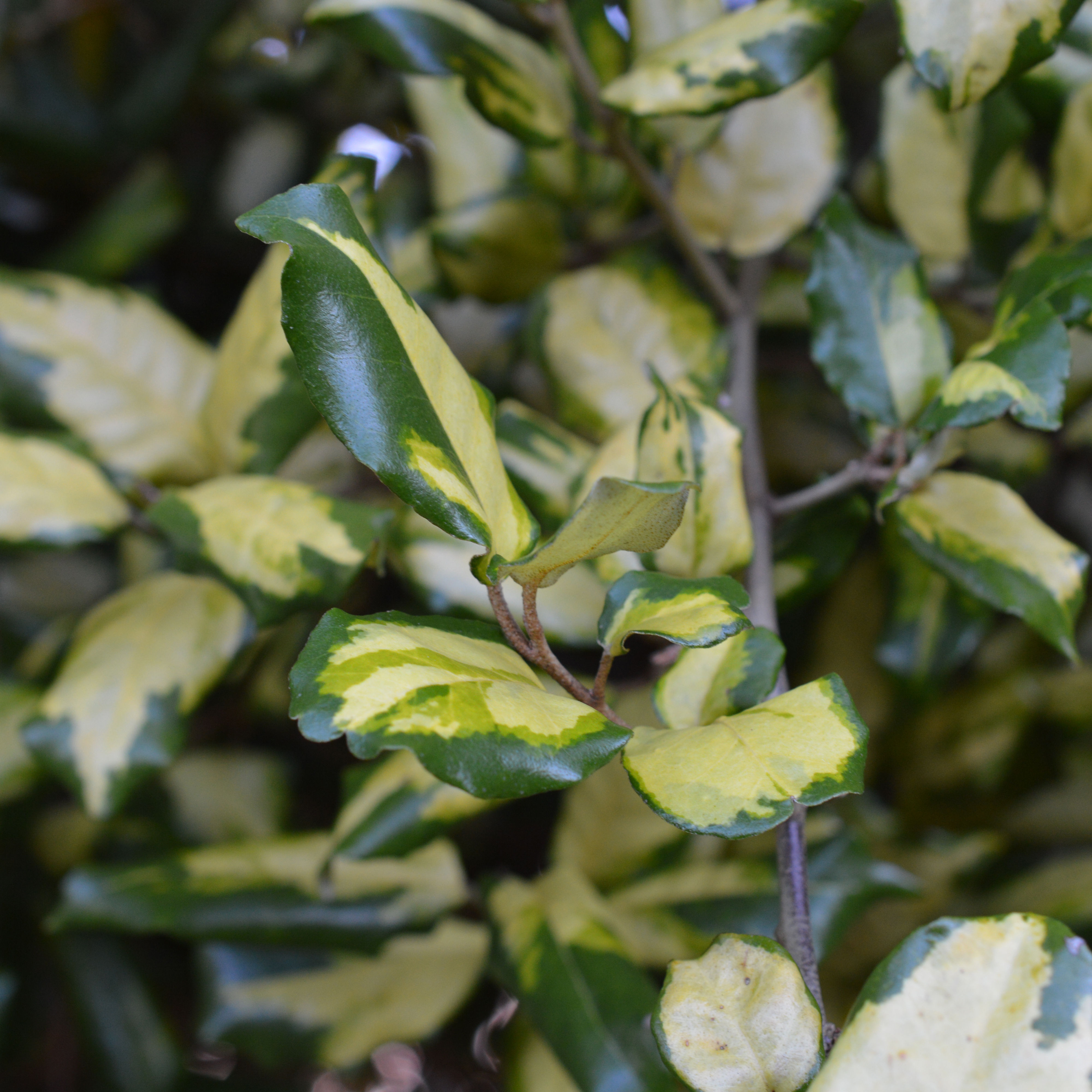 Elaeagnus x submacrophylla 'Coastal Gold' - Sproutl