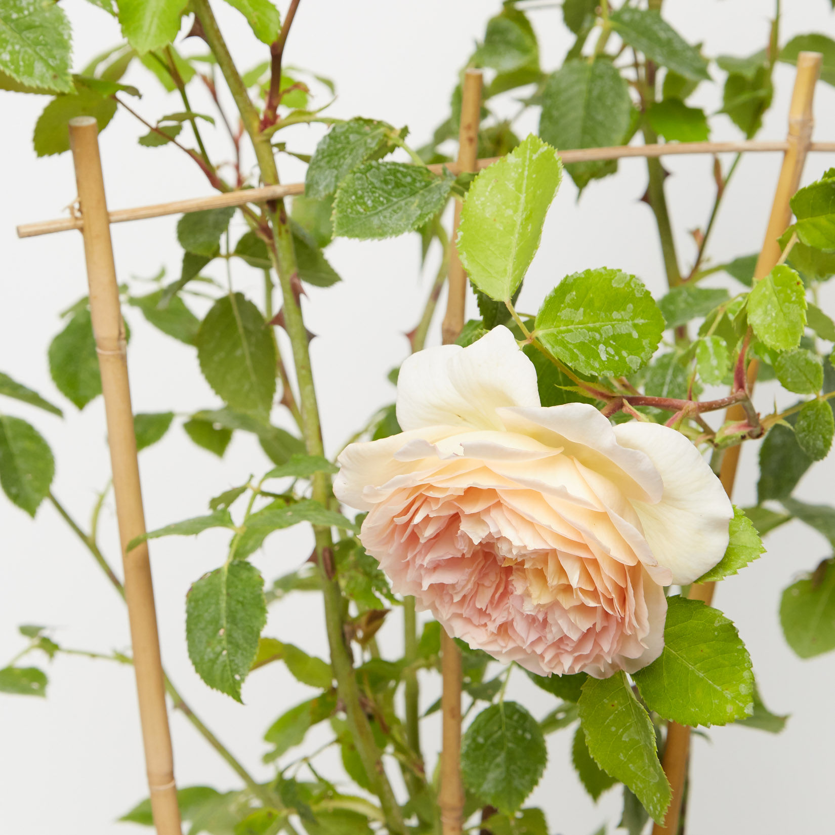 David Austin Rose 'Bathsheba' 1525 cm / 50 cm Sproutl