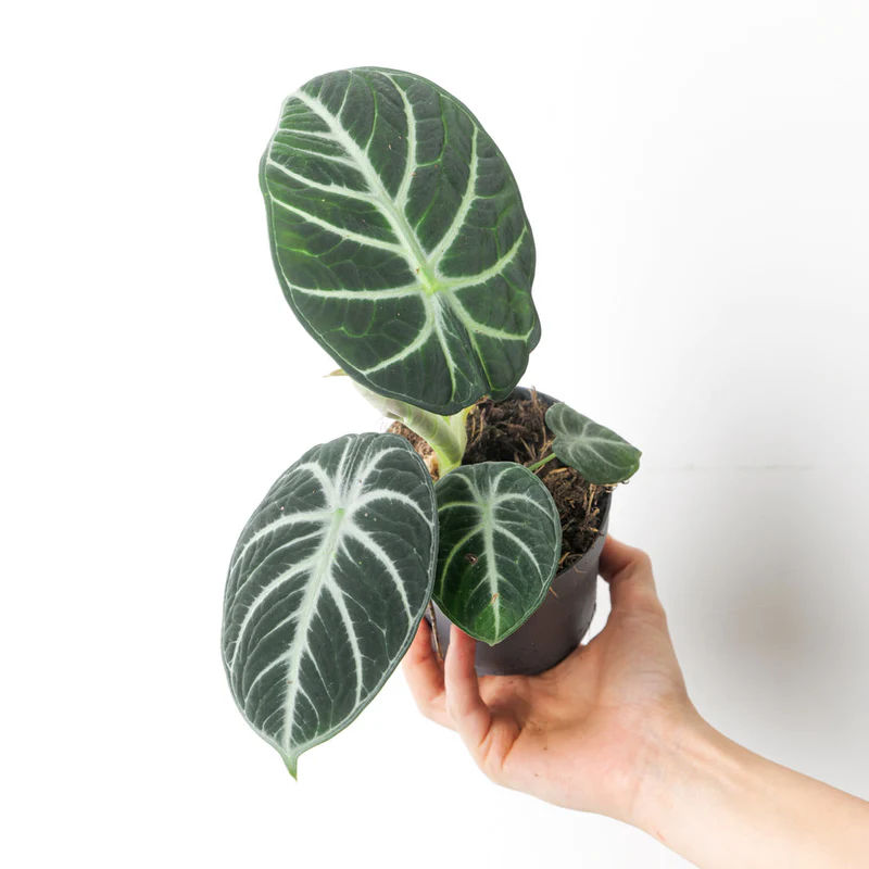 Alocasia reginula 'Ninja' - Sproutl