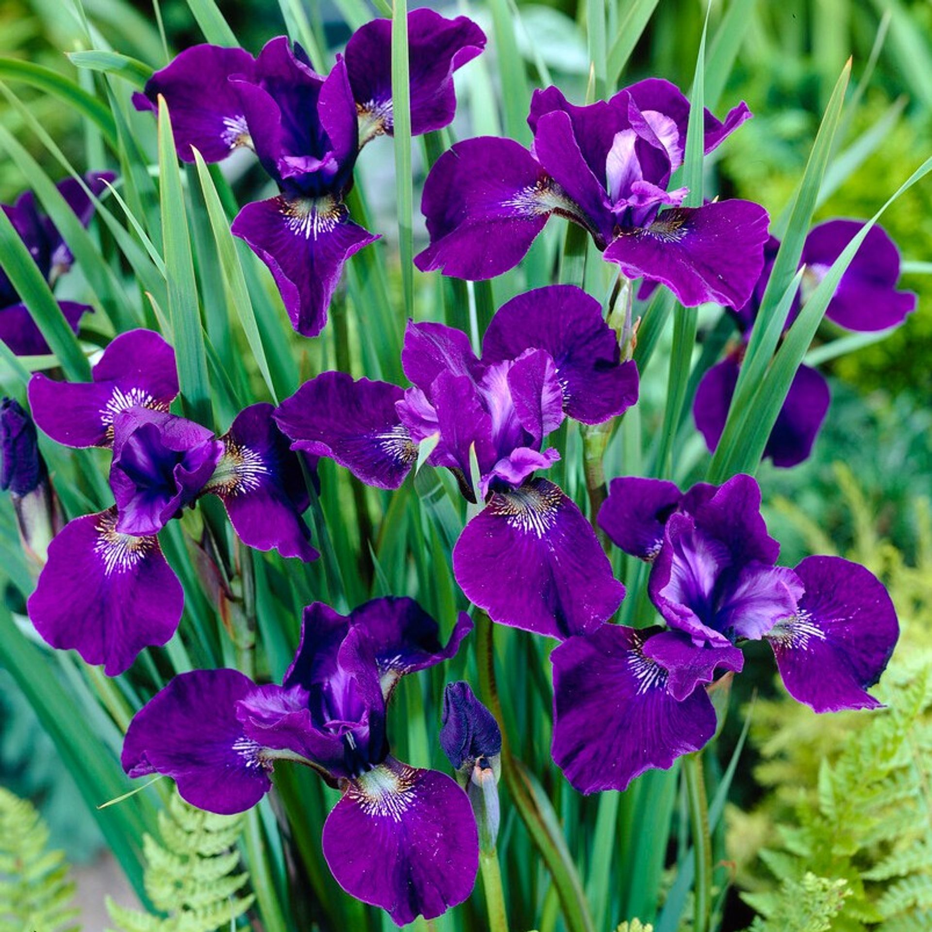 Iris