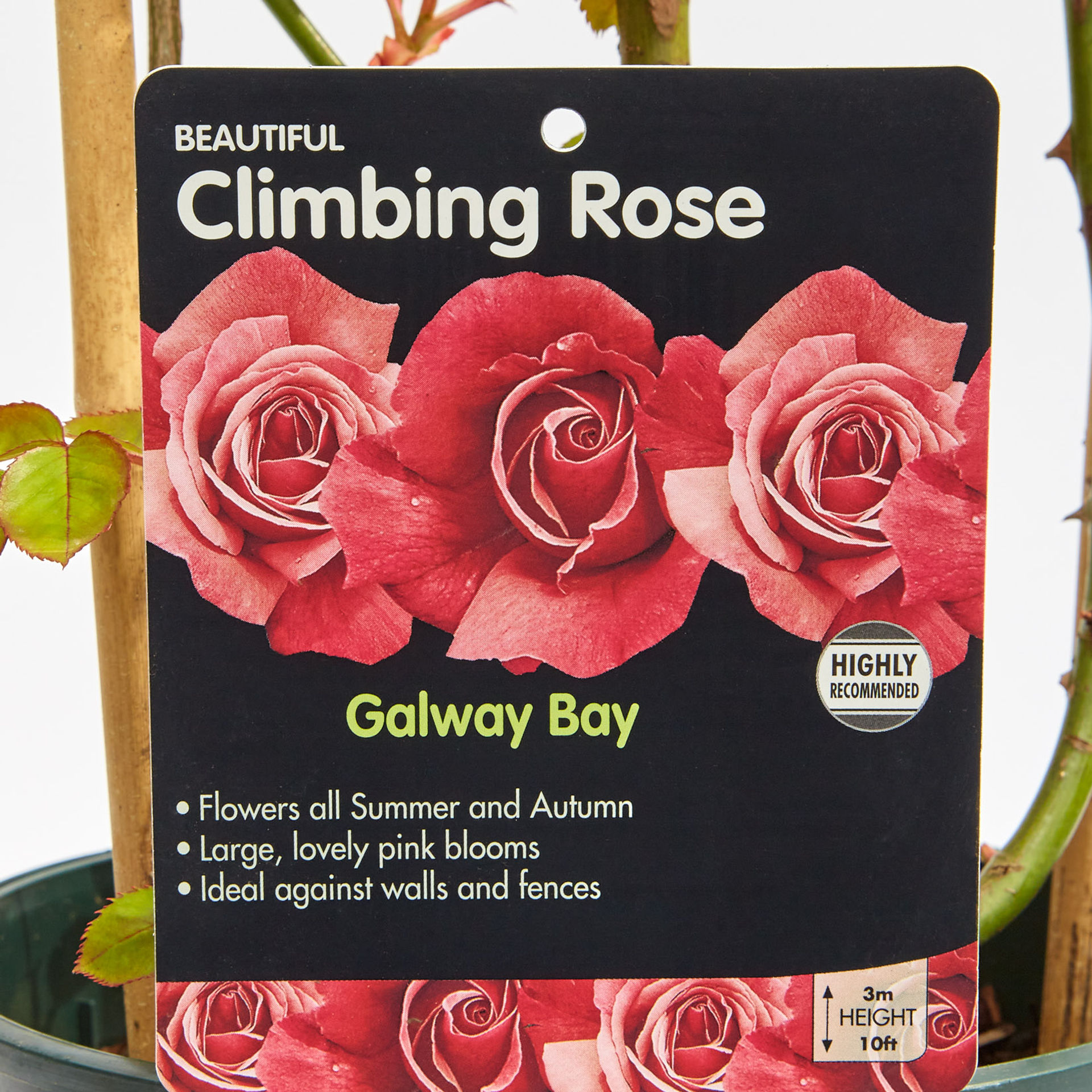 Climbing Rose 'Galway Bay' 