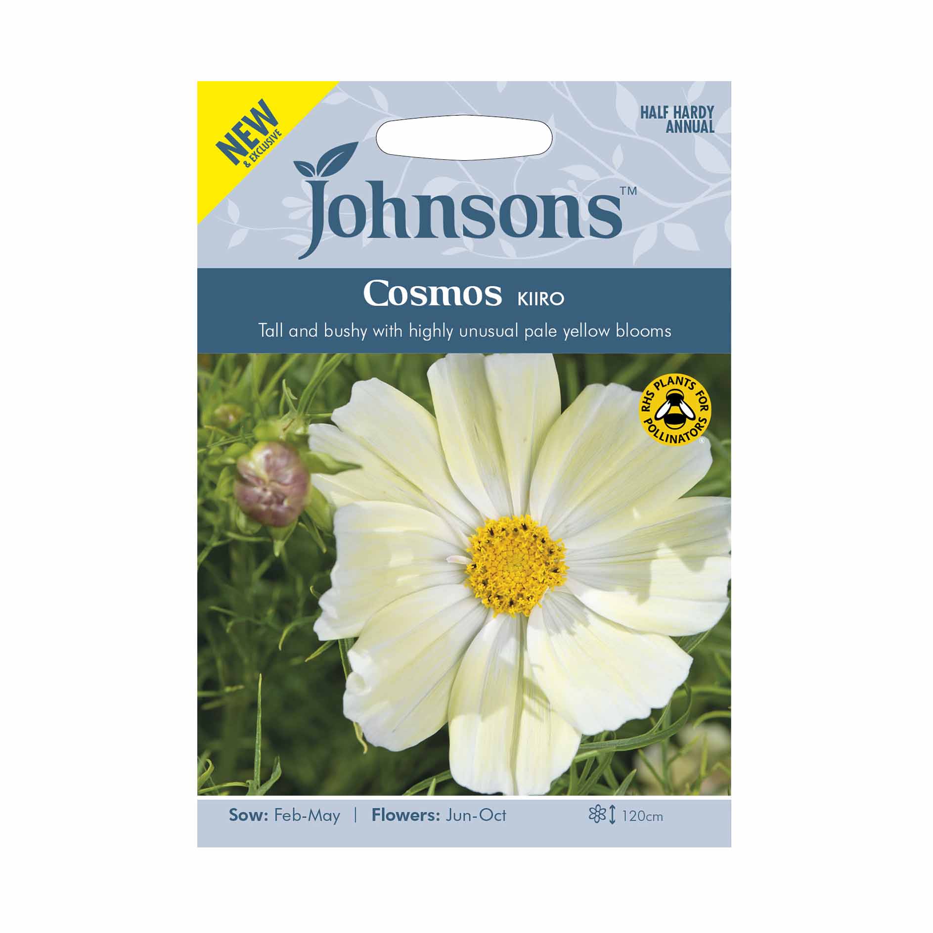 Cosmos 'Kiiro' - Sproutl