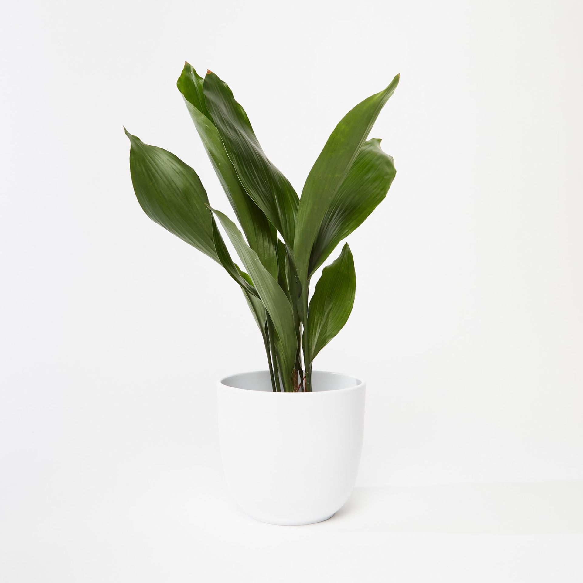 Aspidistra