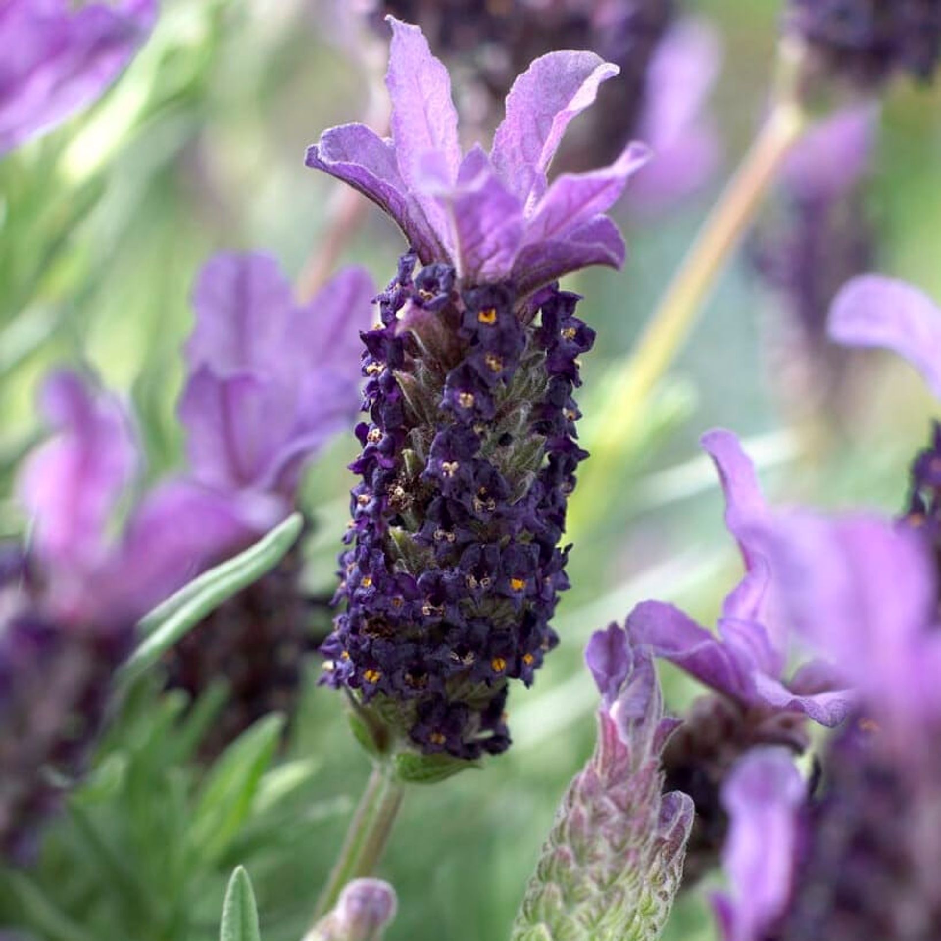 Lavandula