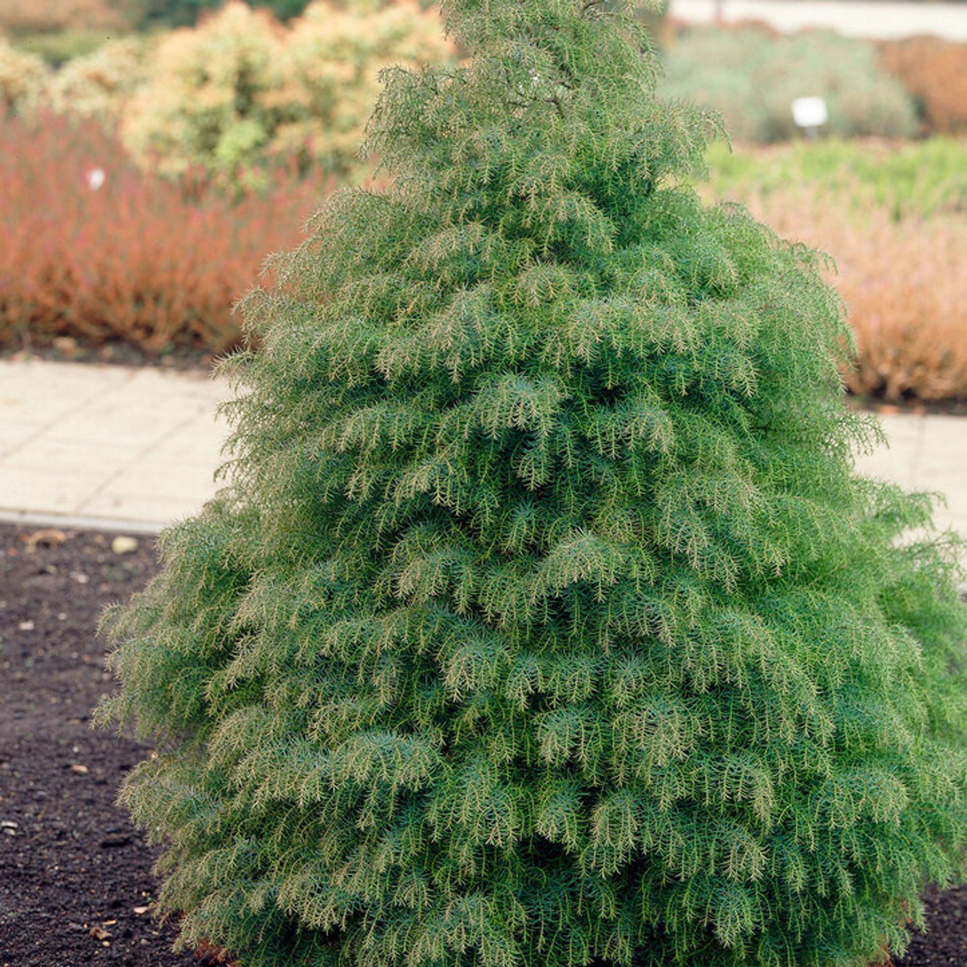 Cryptomeria