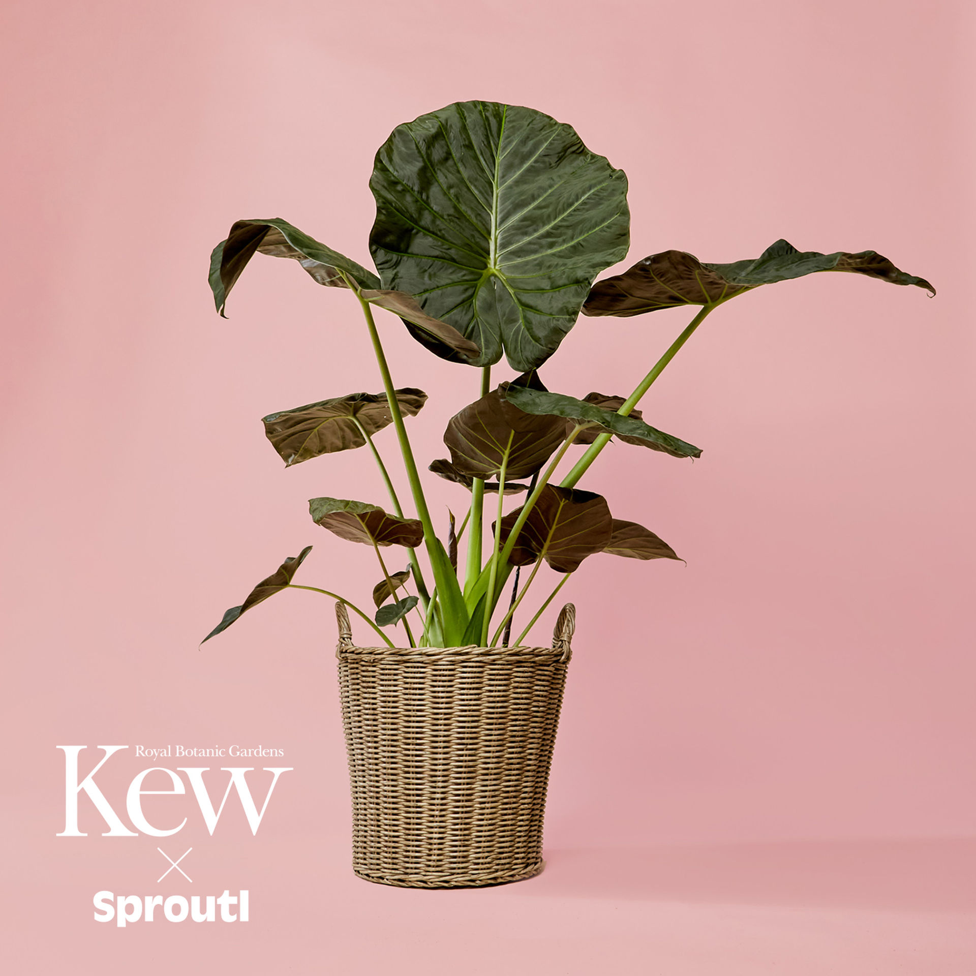 Tips for growing Alocasia