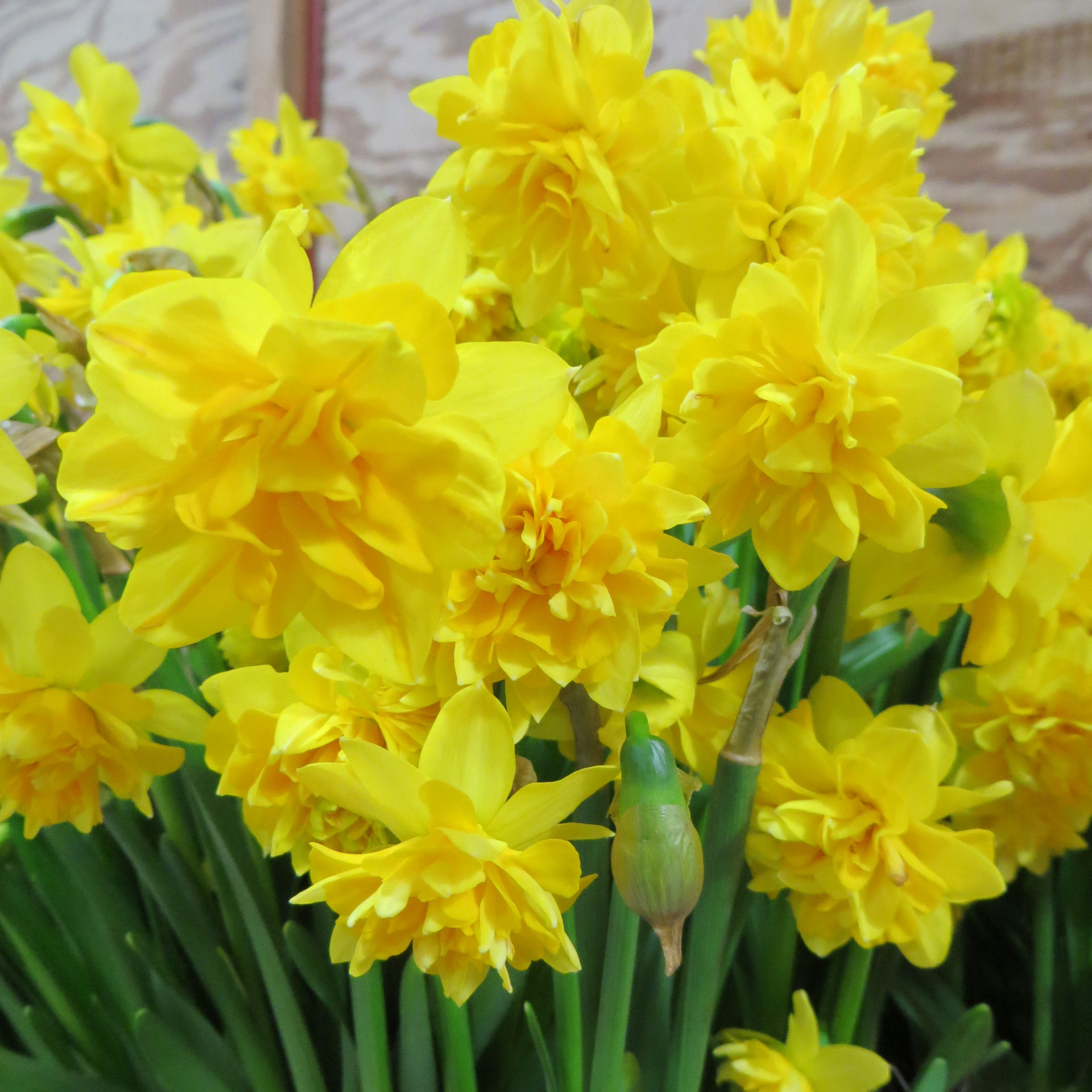 Daffodil 'Tete Boucle'