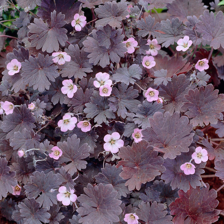 Geranium 'Chocolate Candy' Sproutl