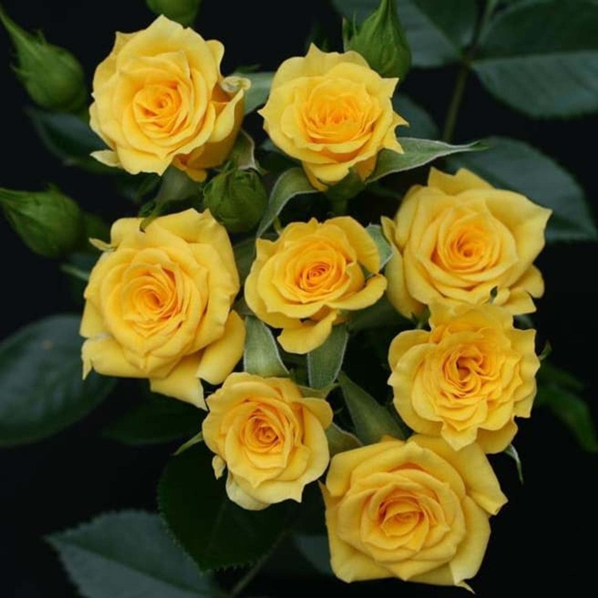 Patio Rose 'Flower Power'