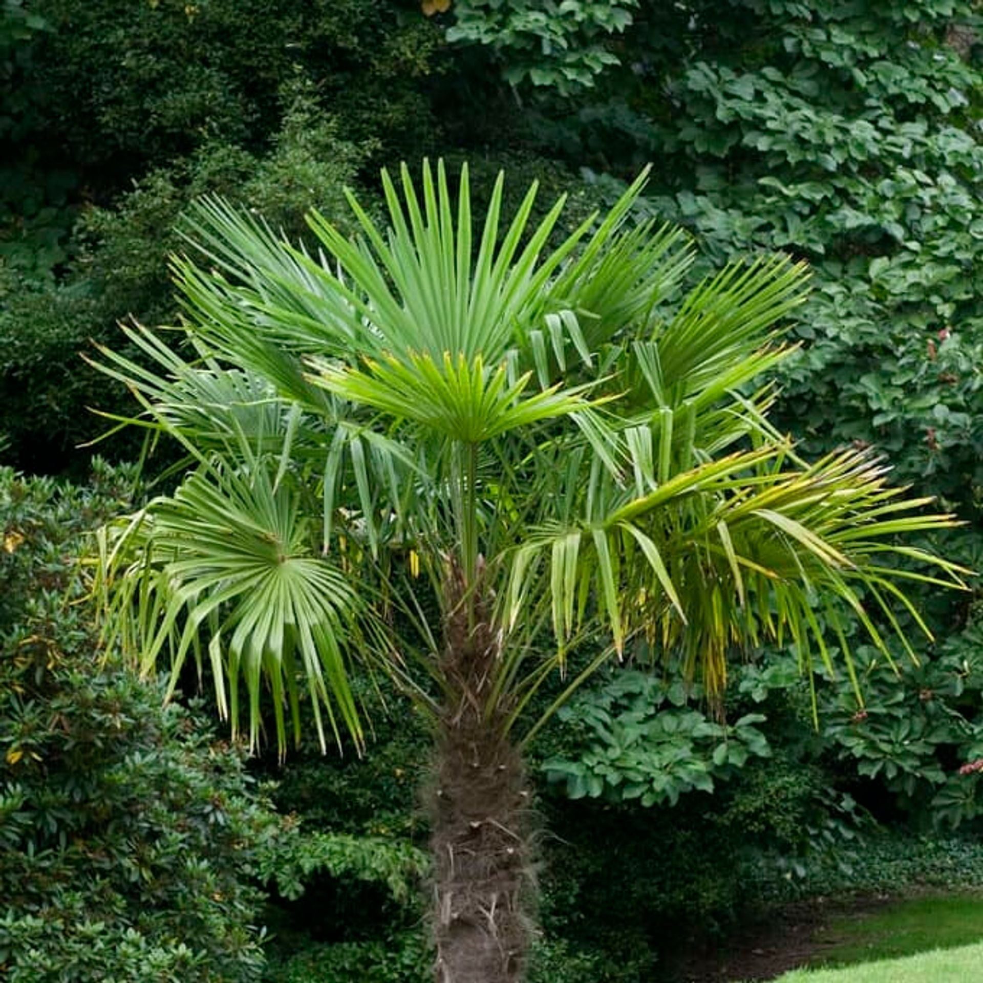 Trachycarpus