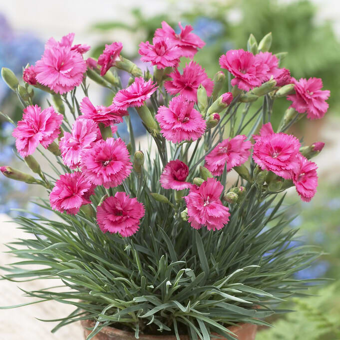 Dianthus 'Slap 'n' Tickle' 10 - 20 cm / 1.5 L - Sproutl