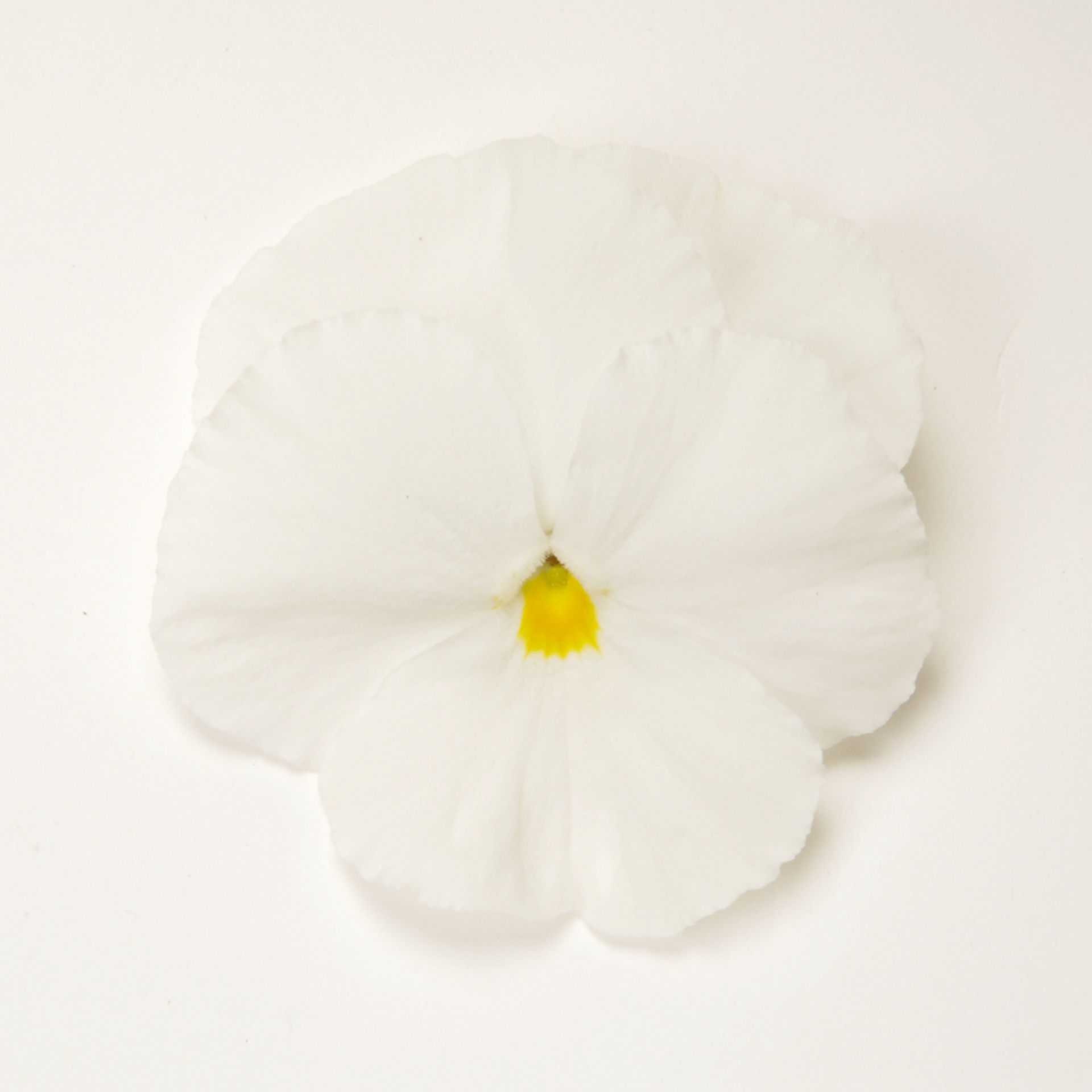 Pansy White - 2 x 6 Pack (12 plants)