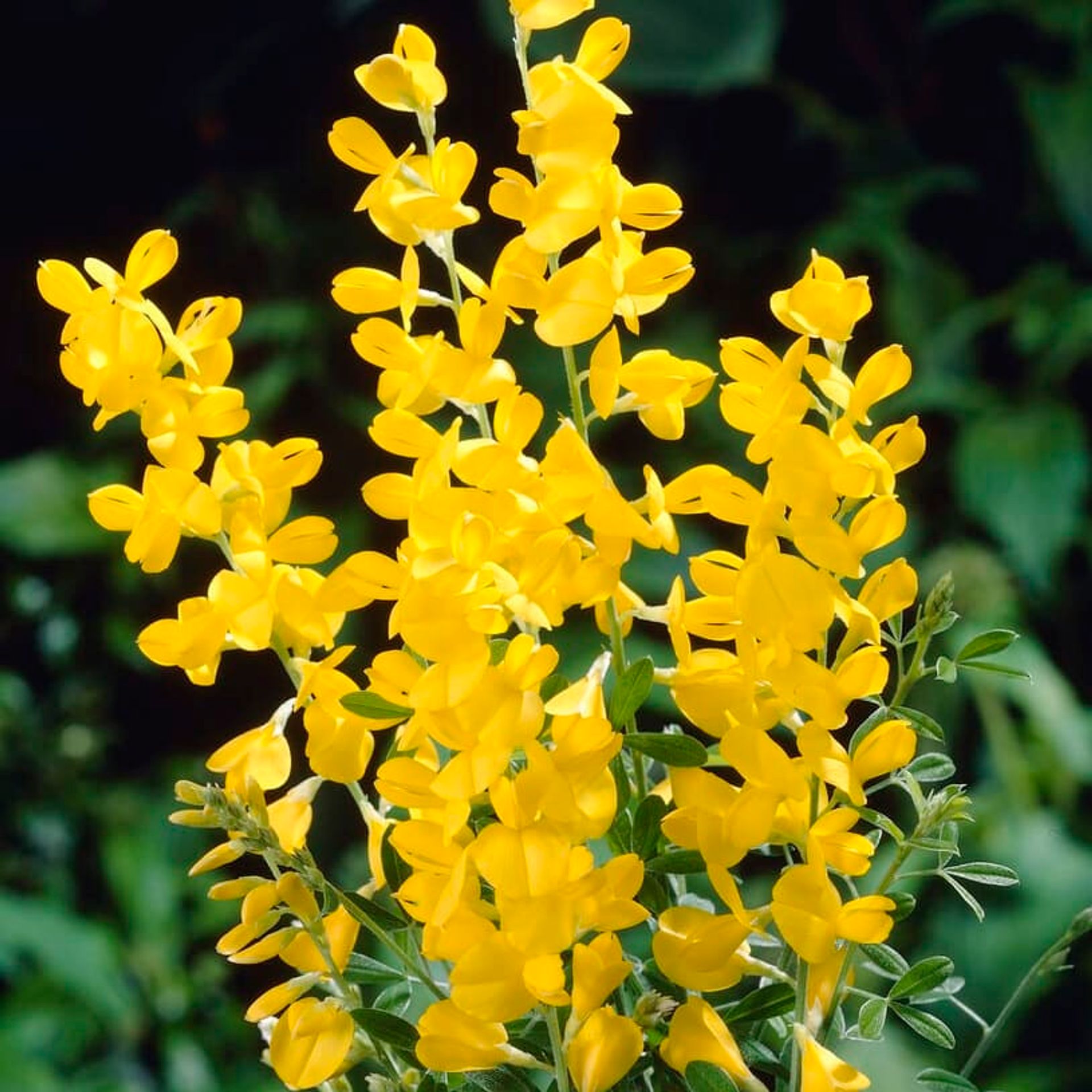 Cytisus