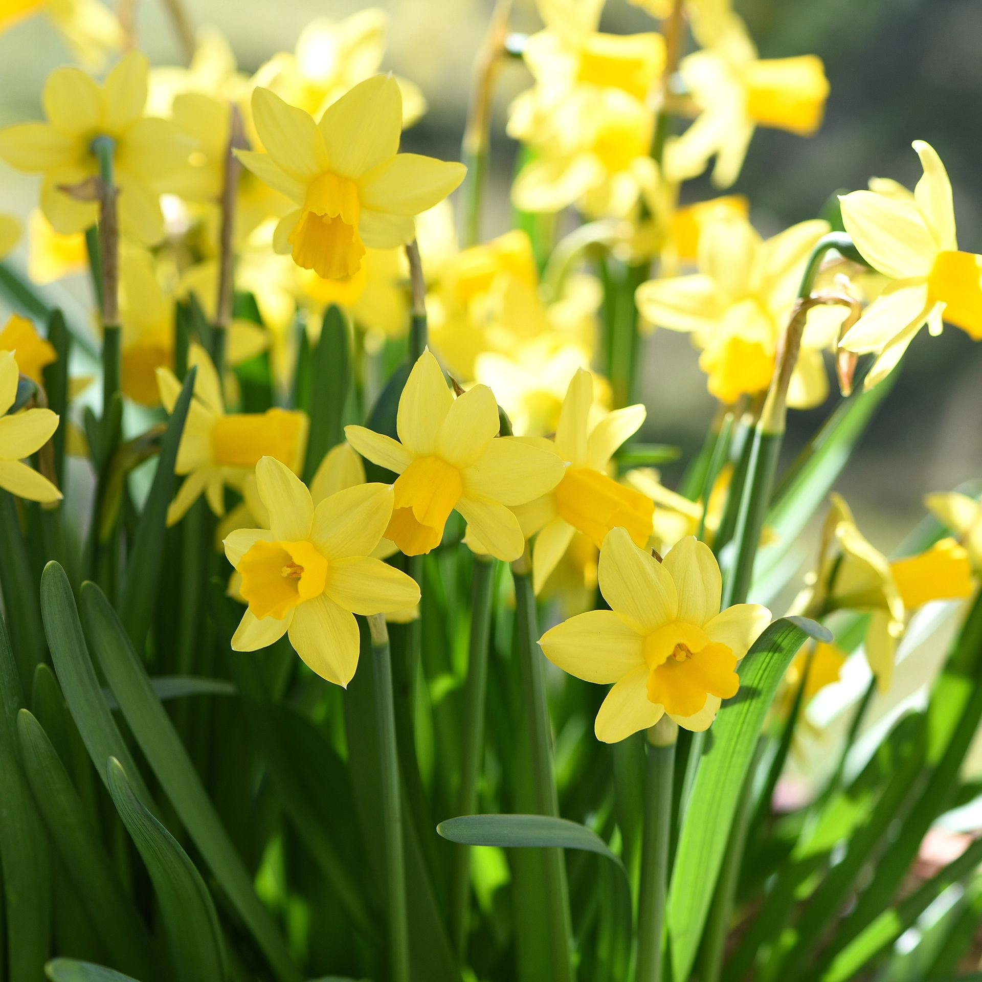 Tips for growing Narcissus