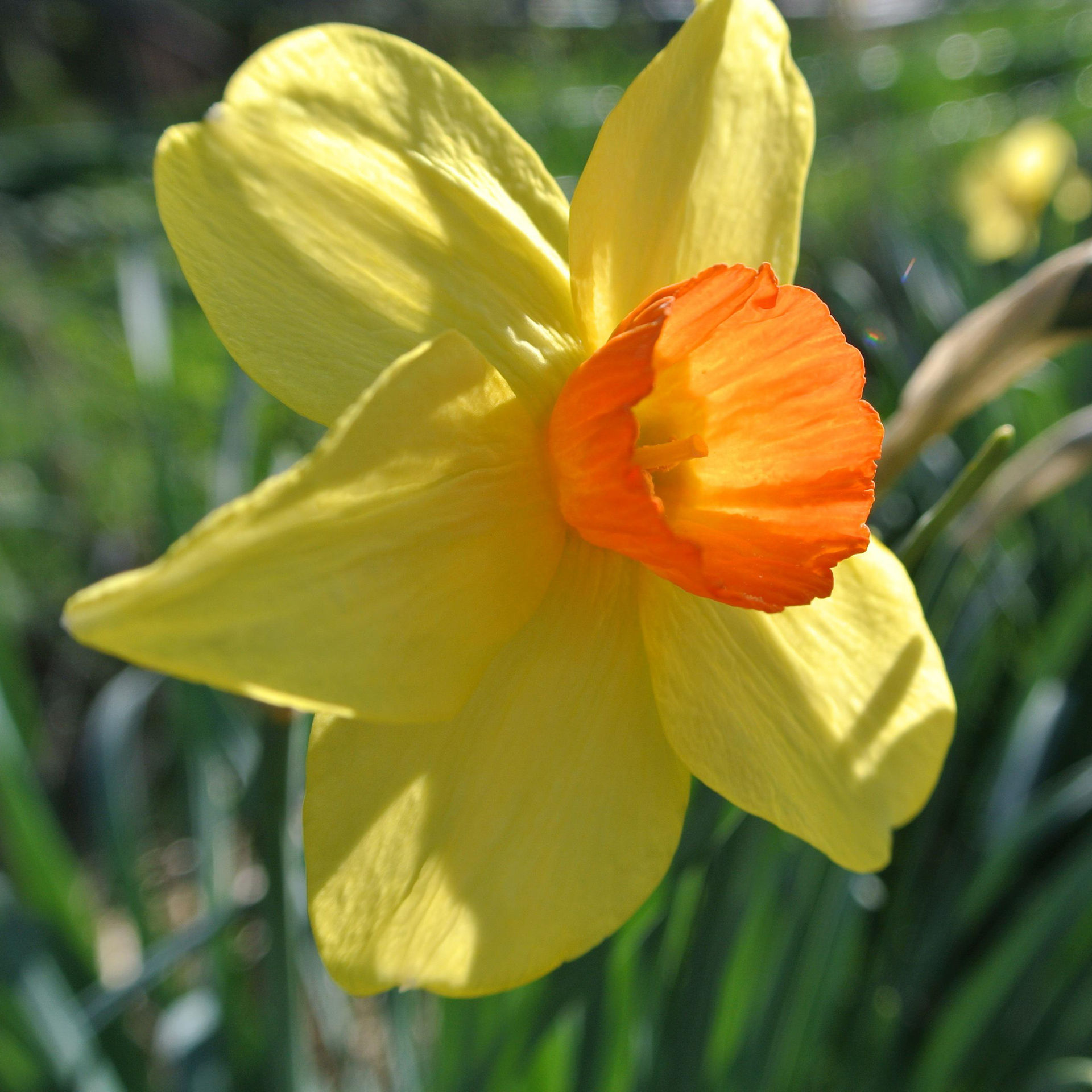 Daffodil 'Bittern'
