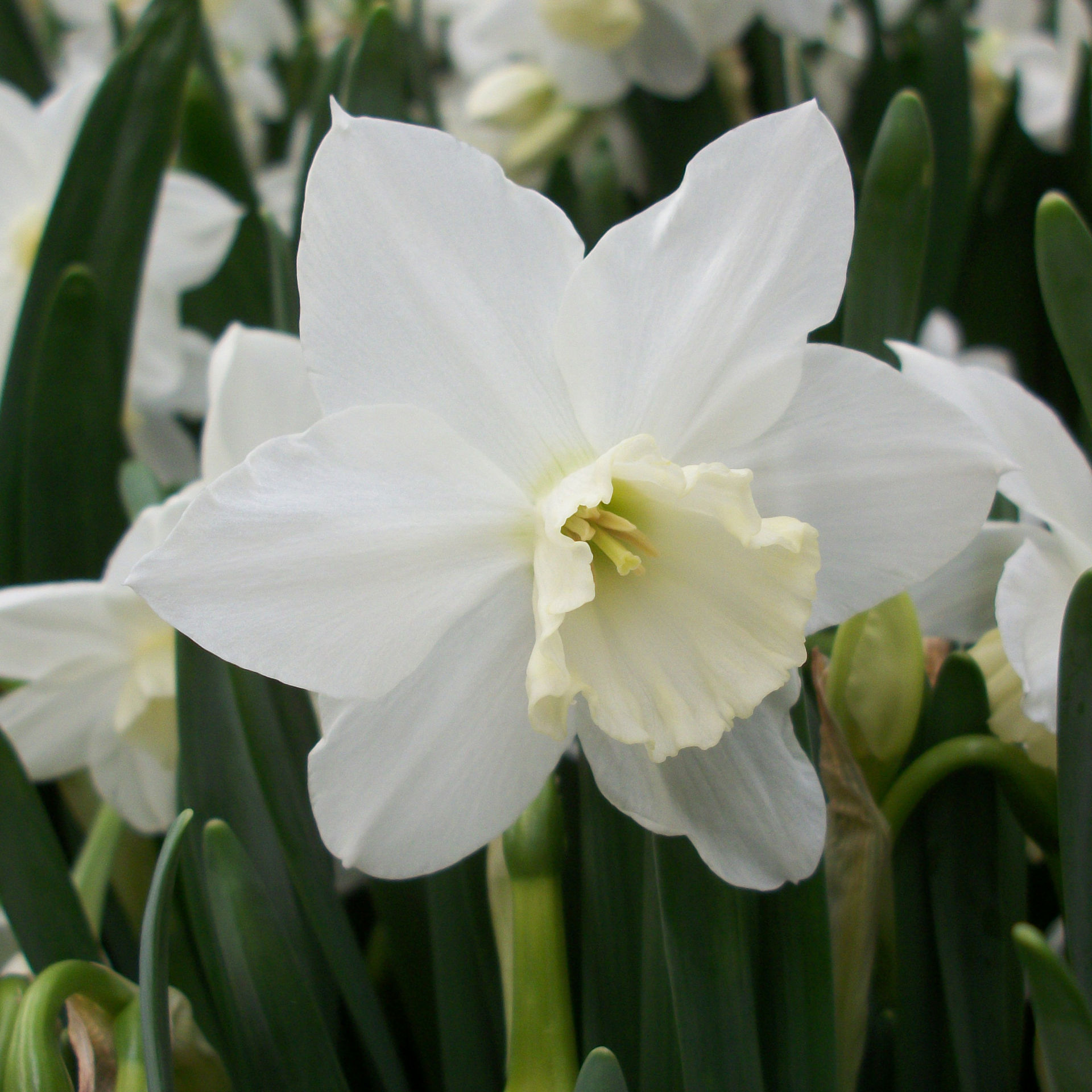 Daffodil 'Tresamble'