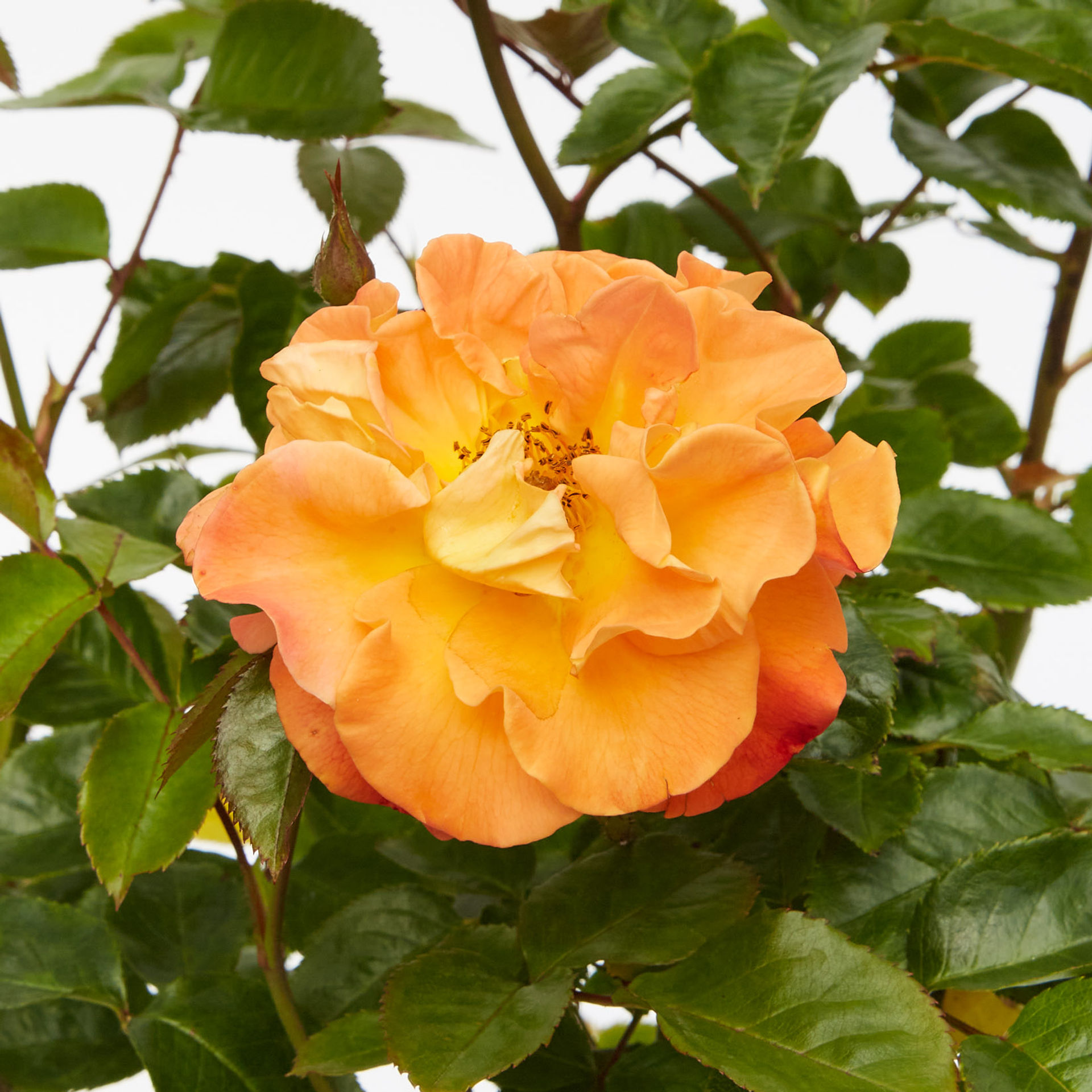 Bush Rose 'Precious Amber'
