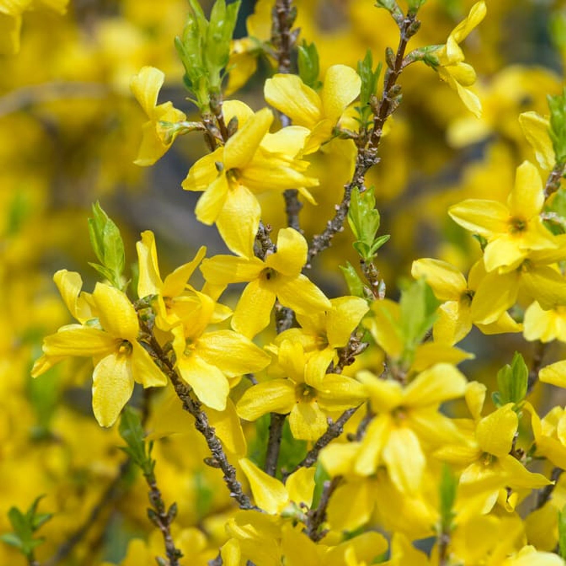 Forsythia