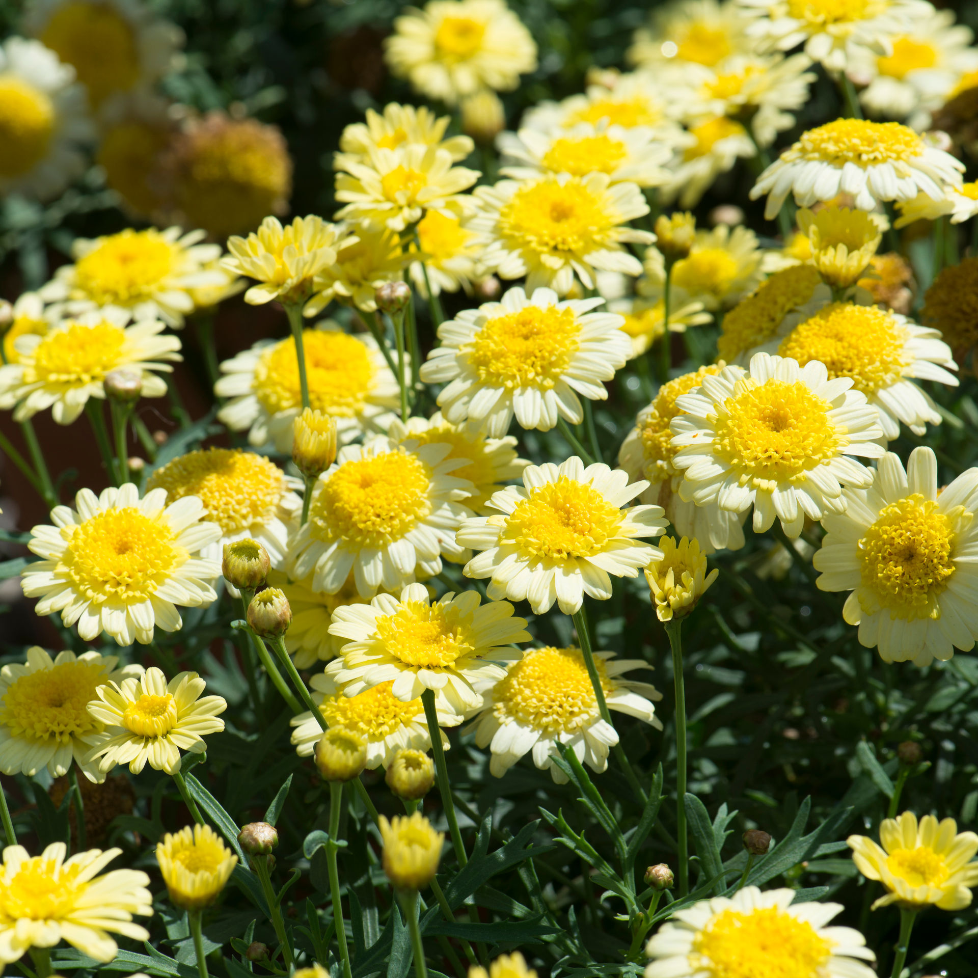 Argyranthemum 'Yellow'