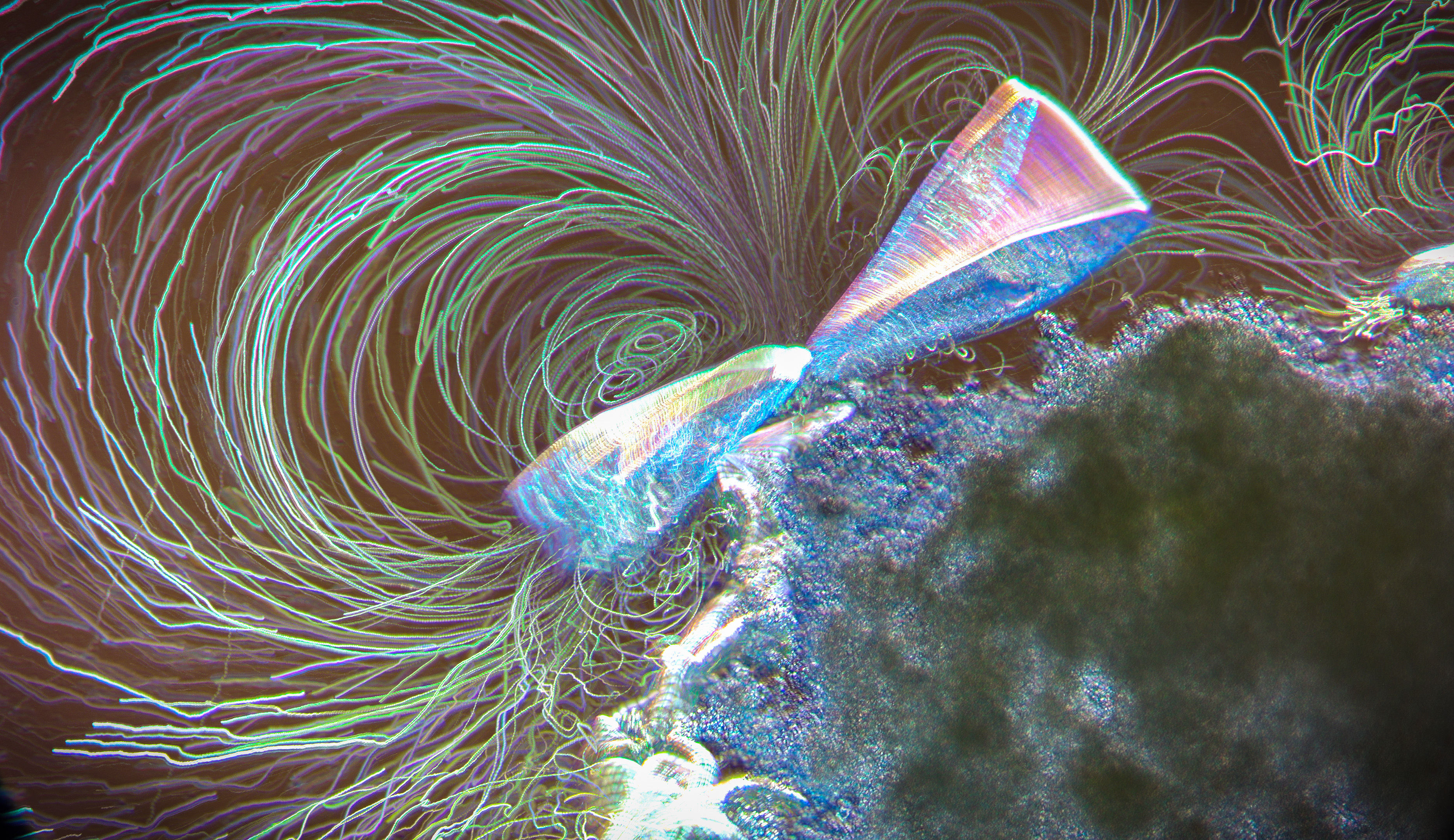 paramecium 'kissing'