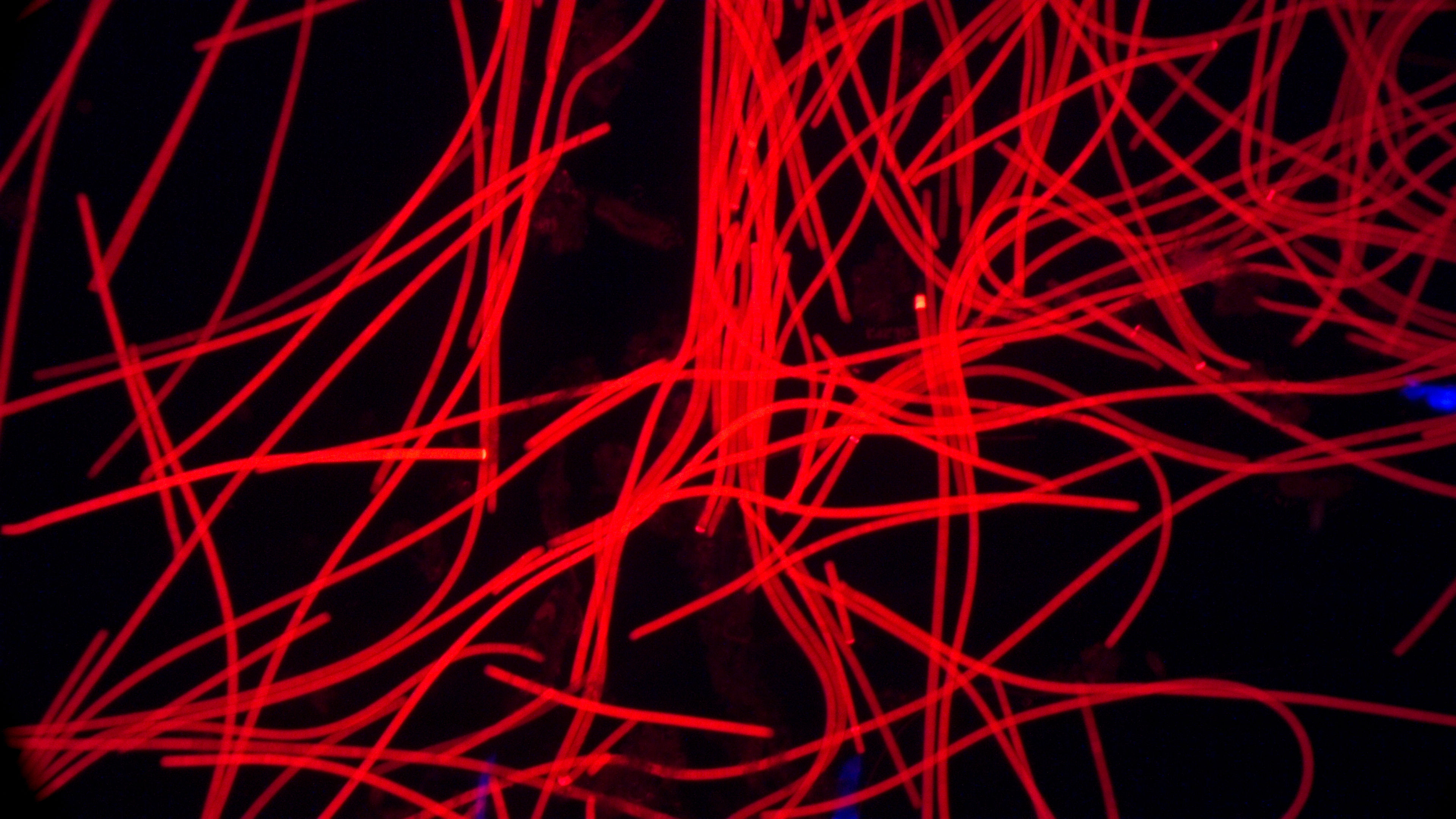 Oscillatoria fluorescence 3/17/25 Chandler pond