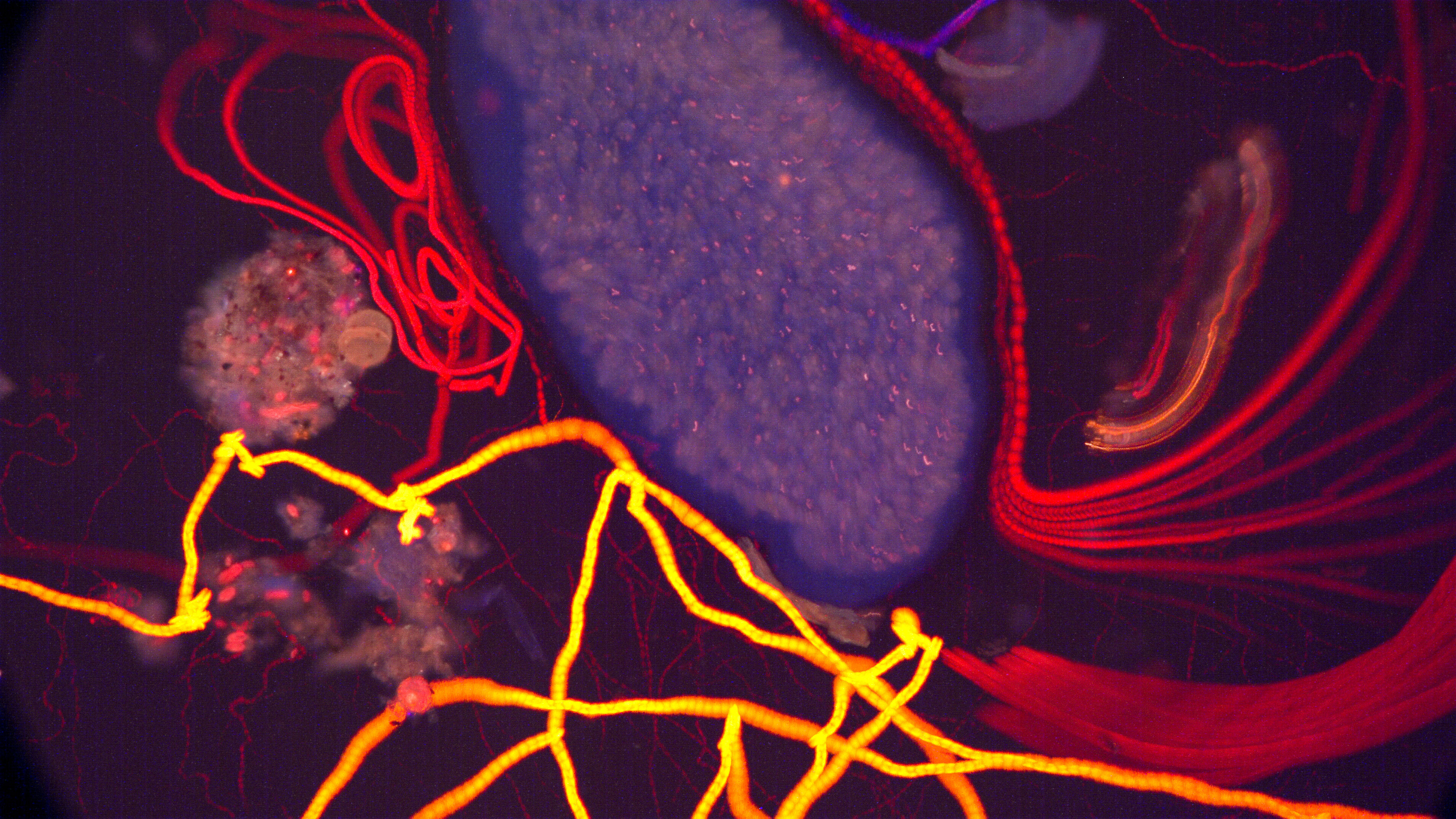 Flatworm currents